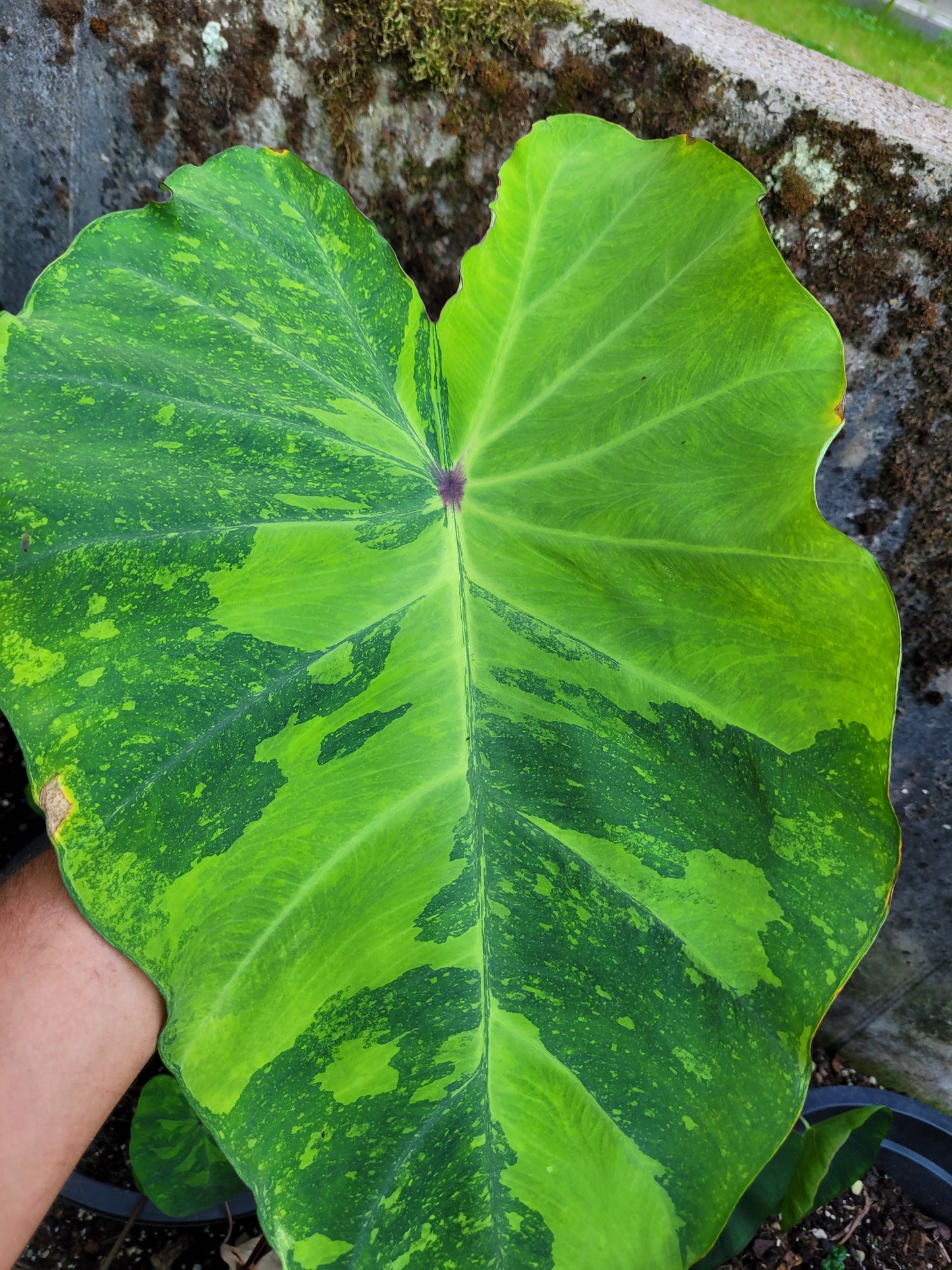 Colocasia Limeade
