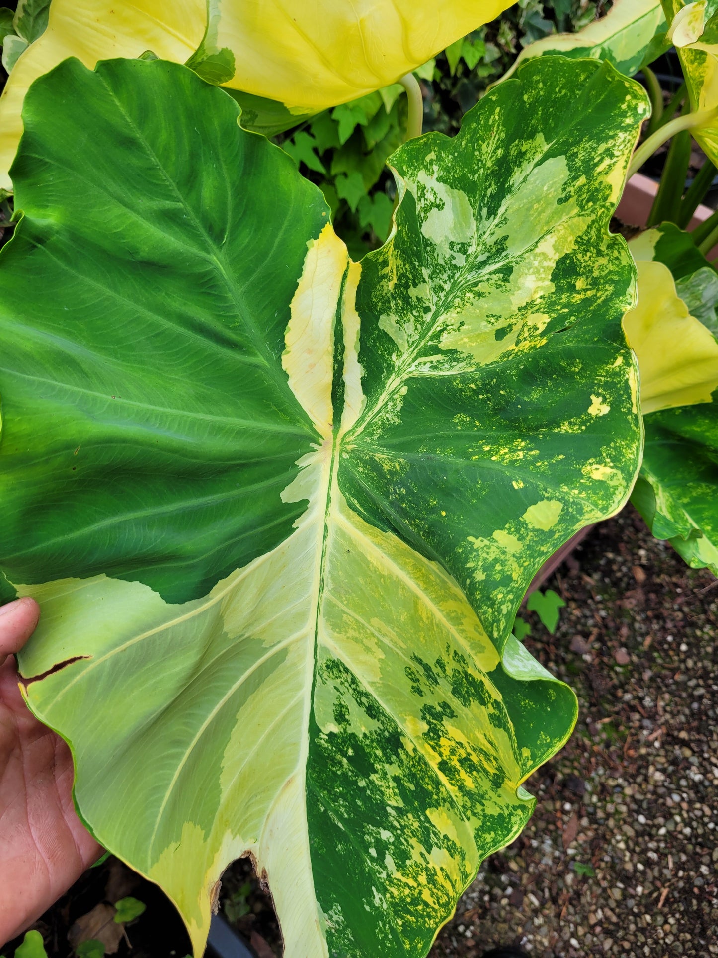 Colocasia Yellow Splash