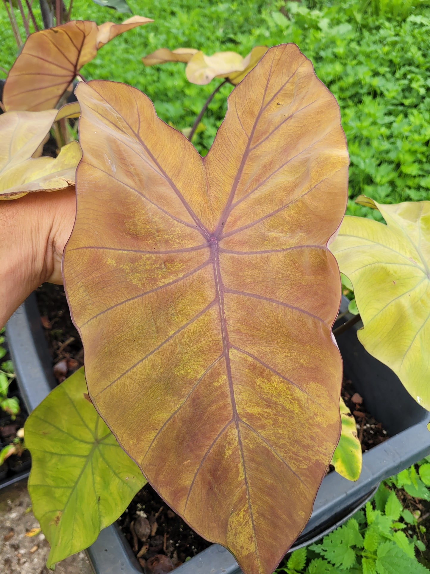 Colocasia Canary