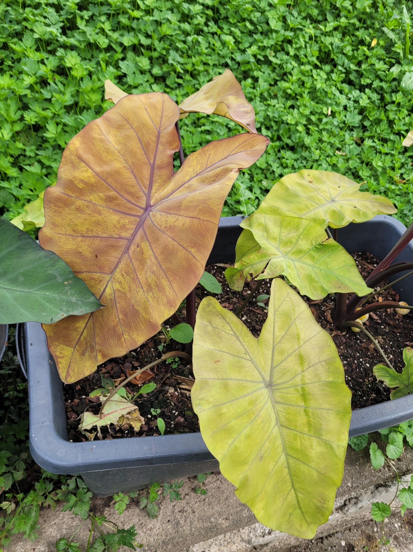 Colocasia Canary