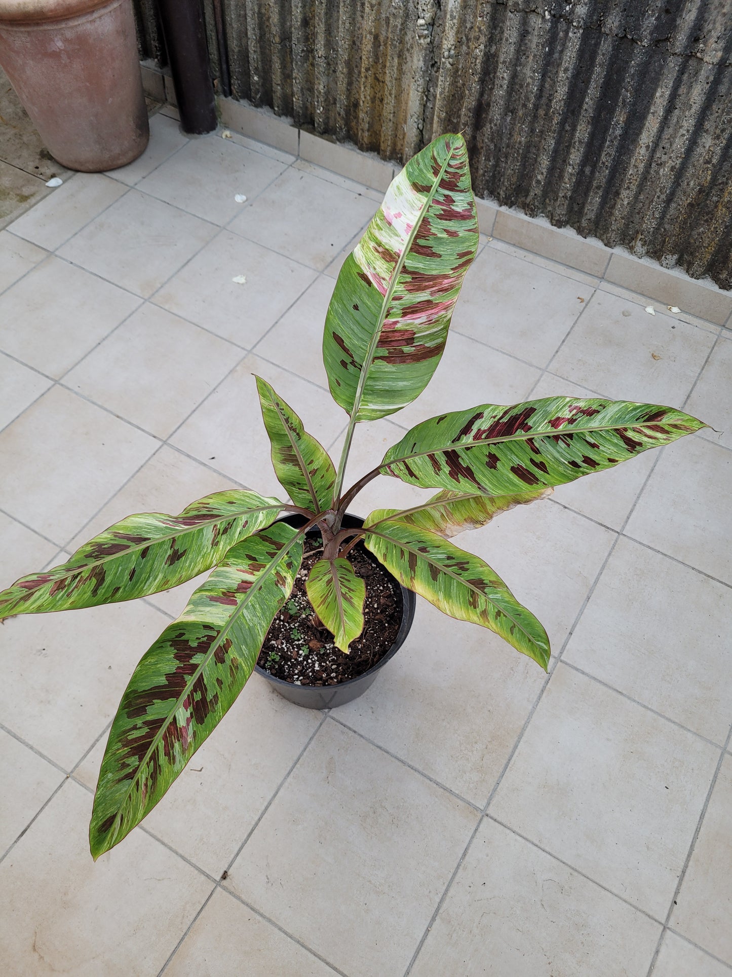 Musa tricolor
