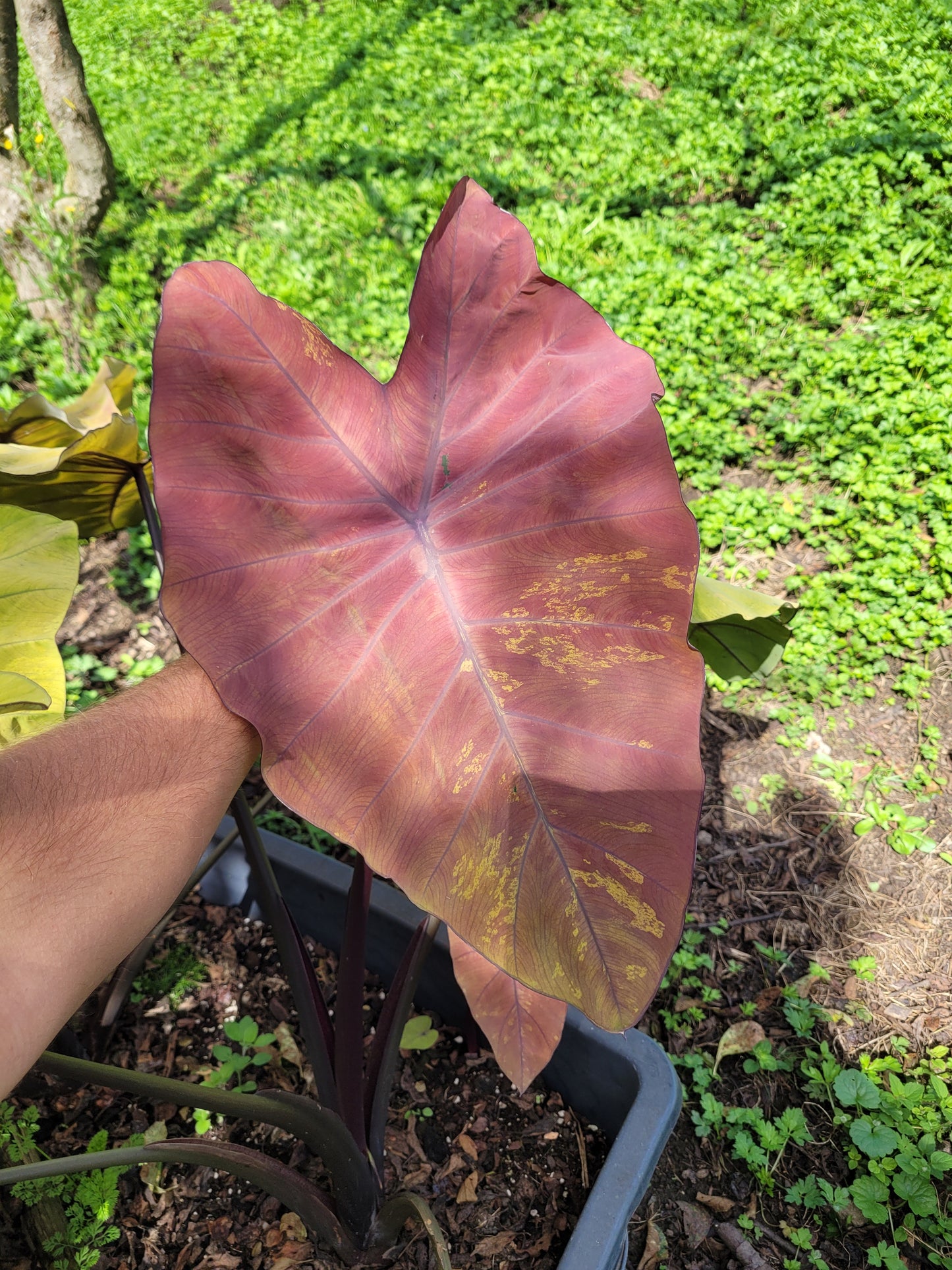 Colocasia Canary