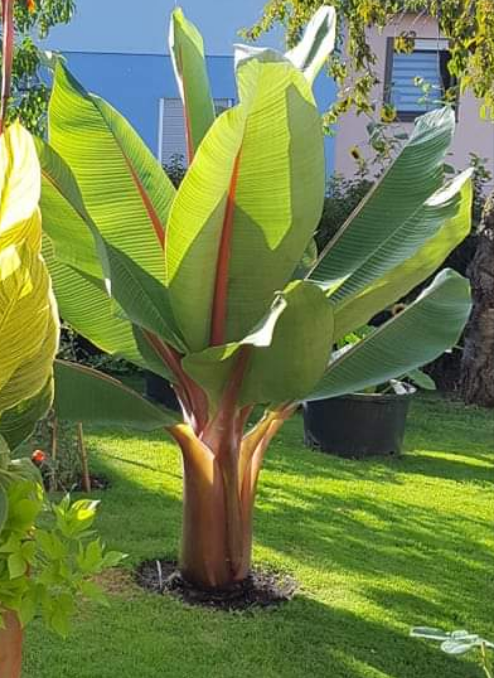 Ensete ventricosum Red Stripe 10 Samen