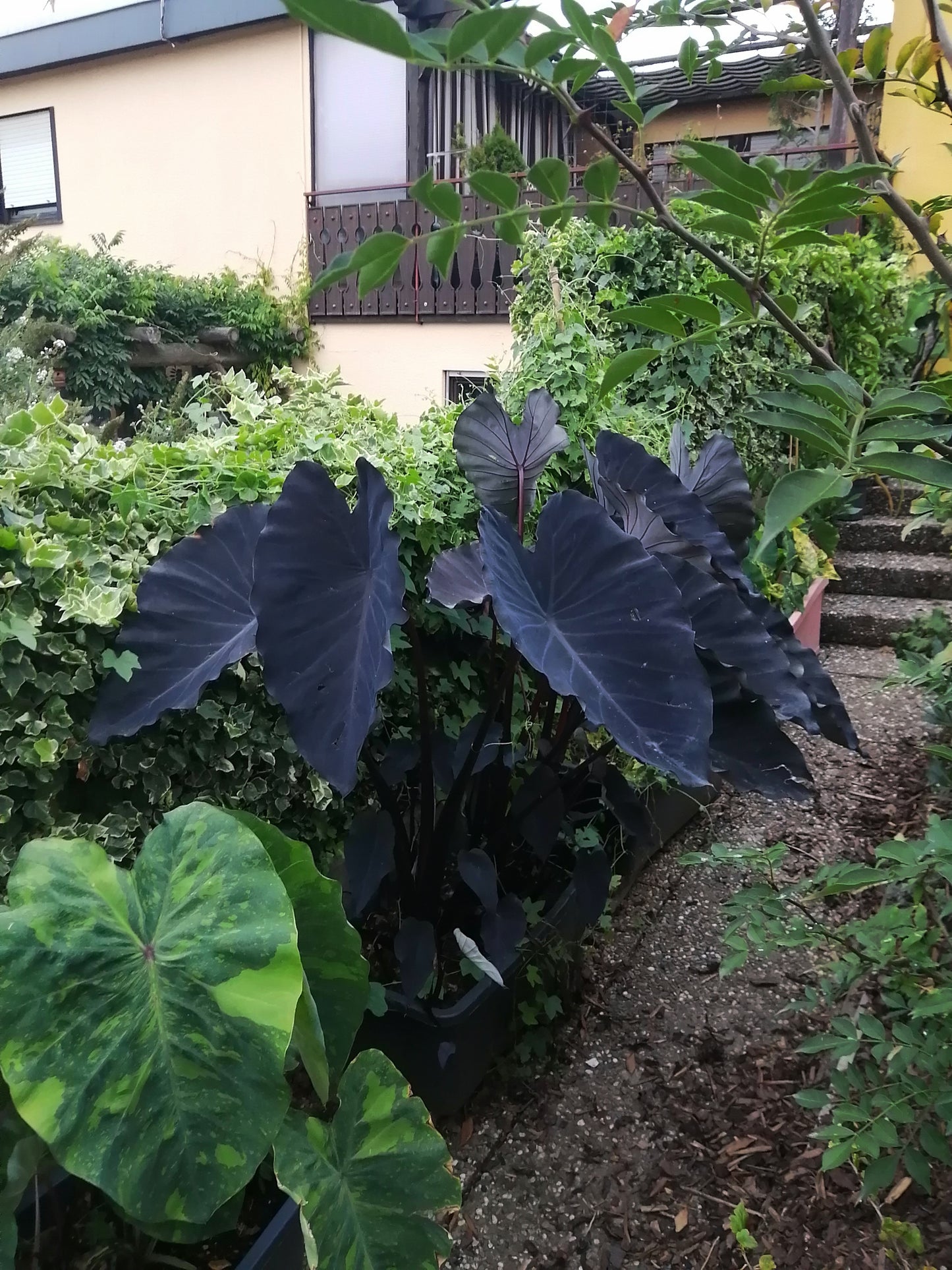 Colocasia Black Runner
