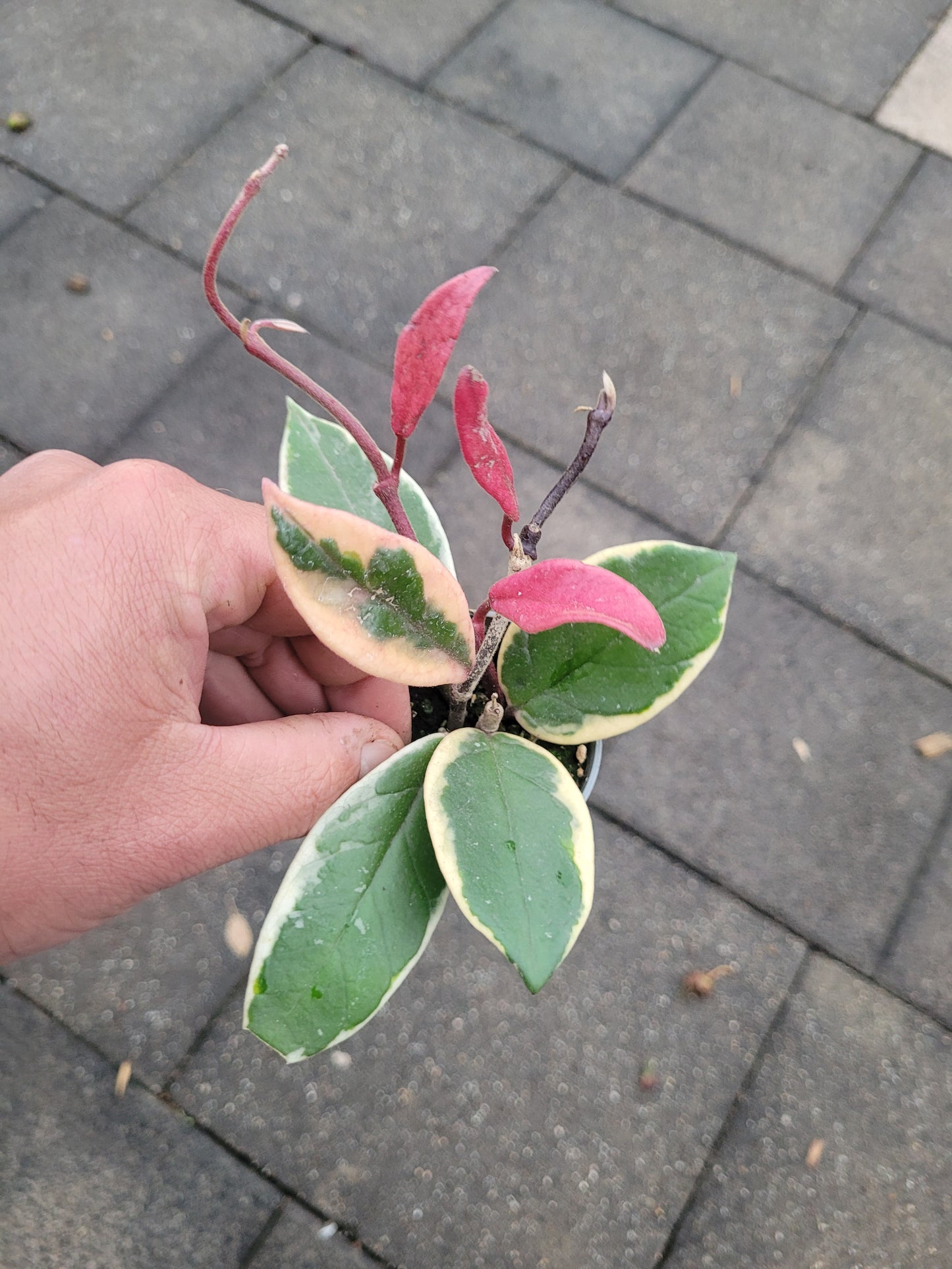 Hoya Flamingo Dream