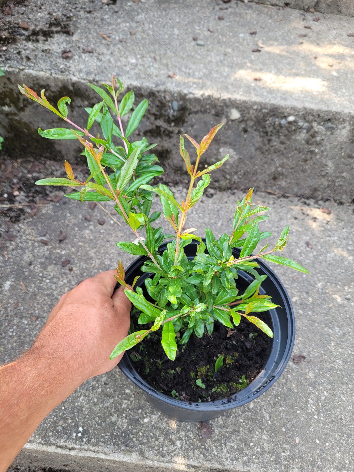Punica granatum Winterhart