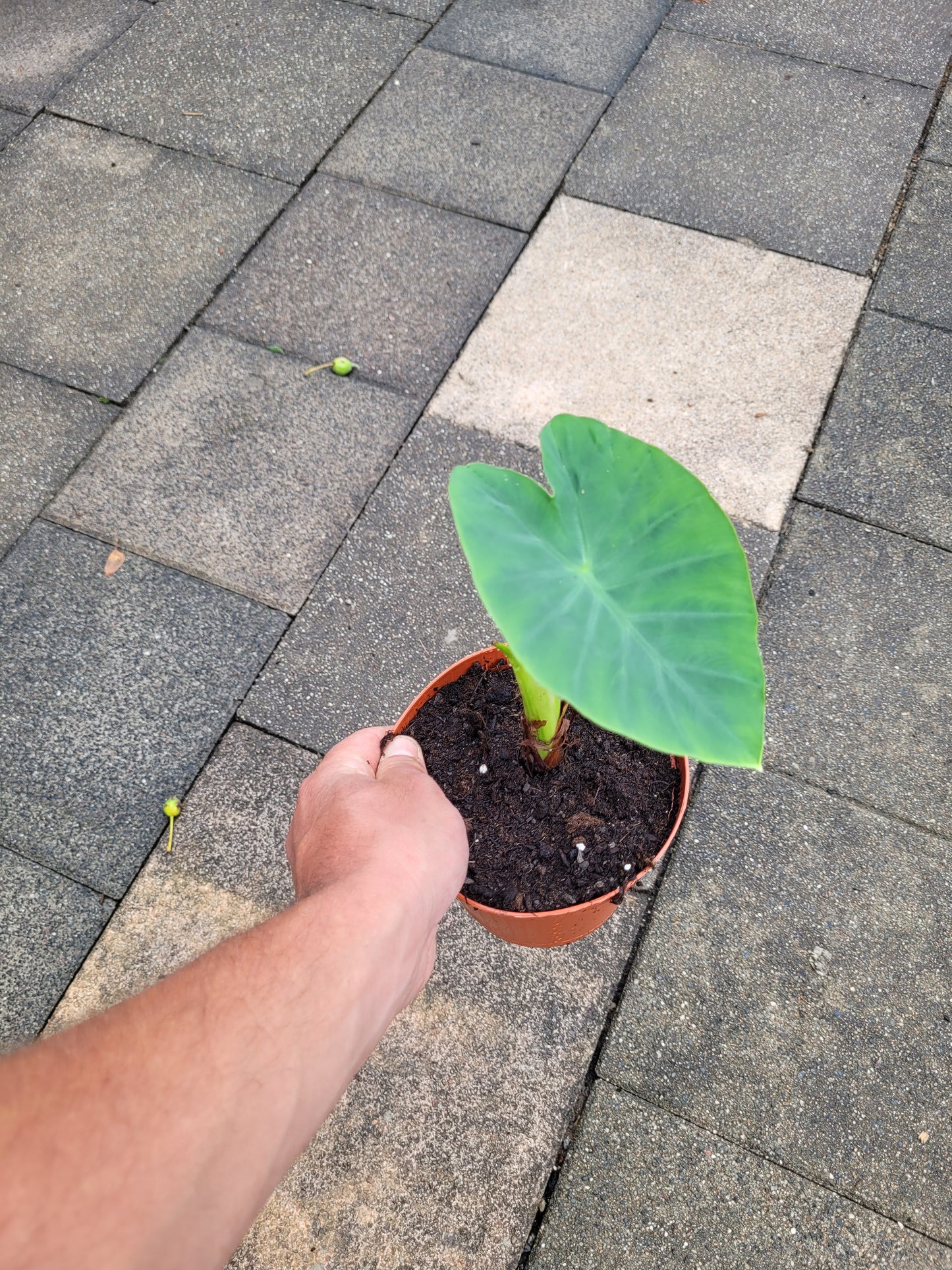 Colocasia Jacks Giant