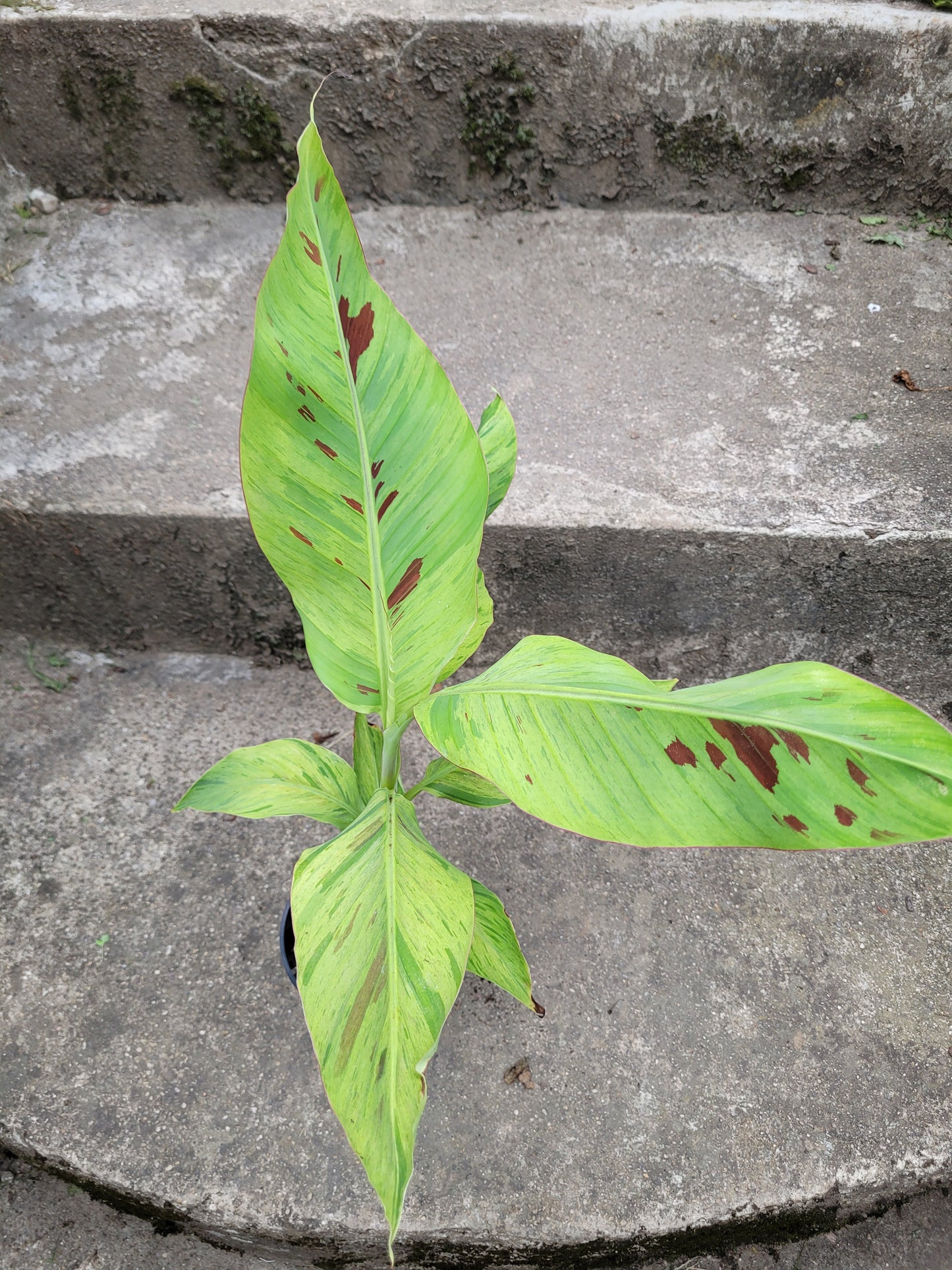 Musa acuminata Mint variegata