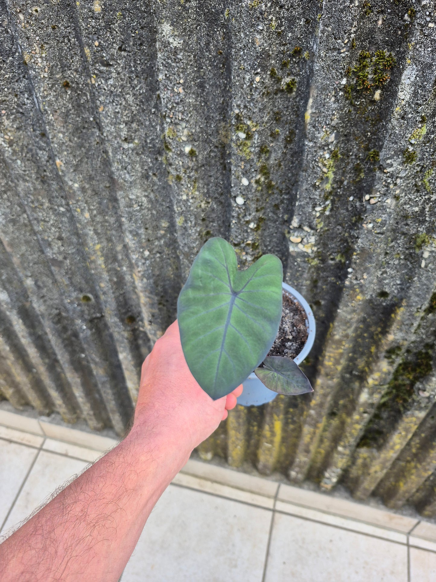 Colocasia Black Runner 1 Pflanze
