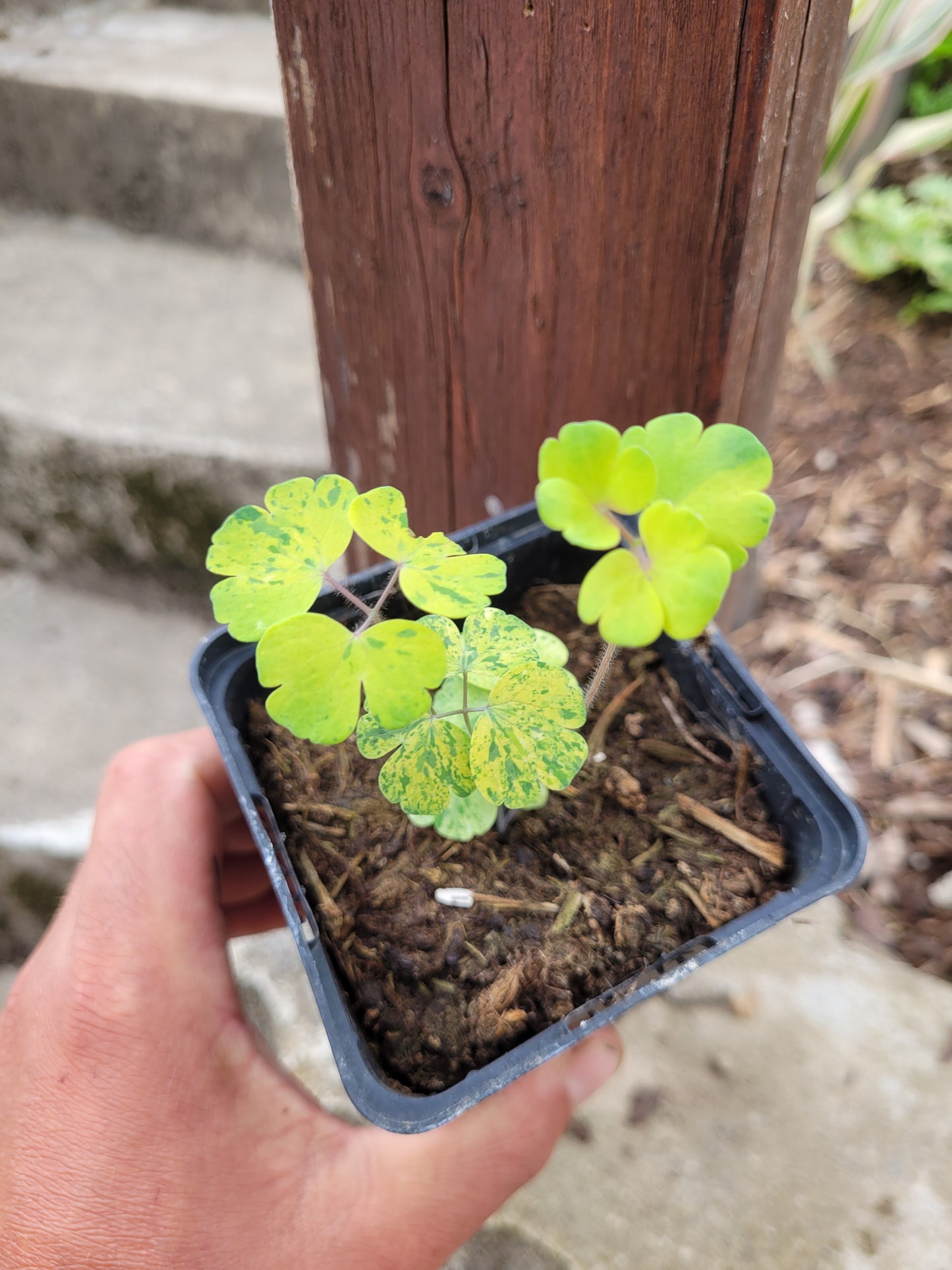 Akeleii Variegata