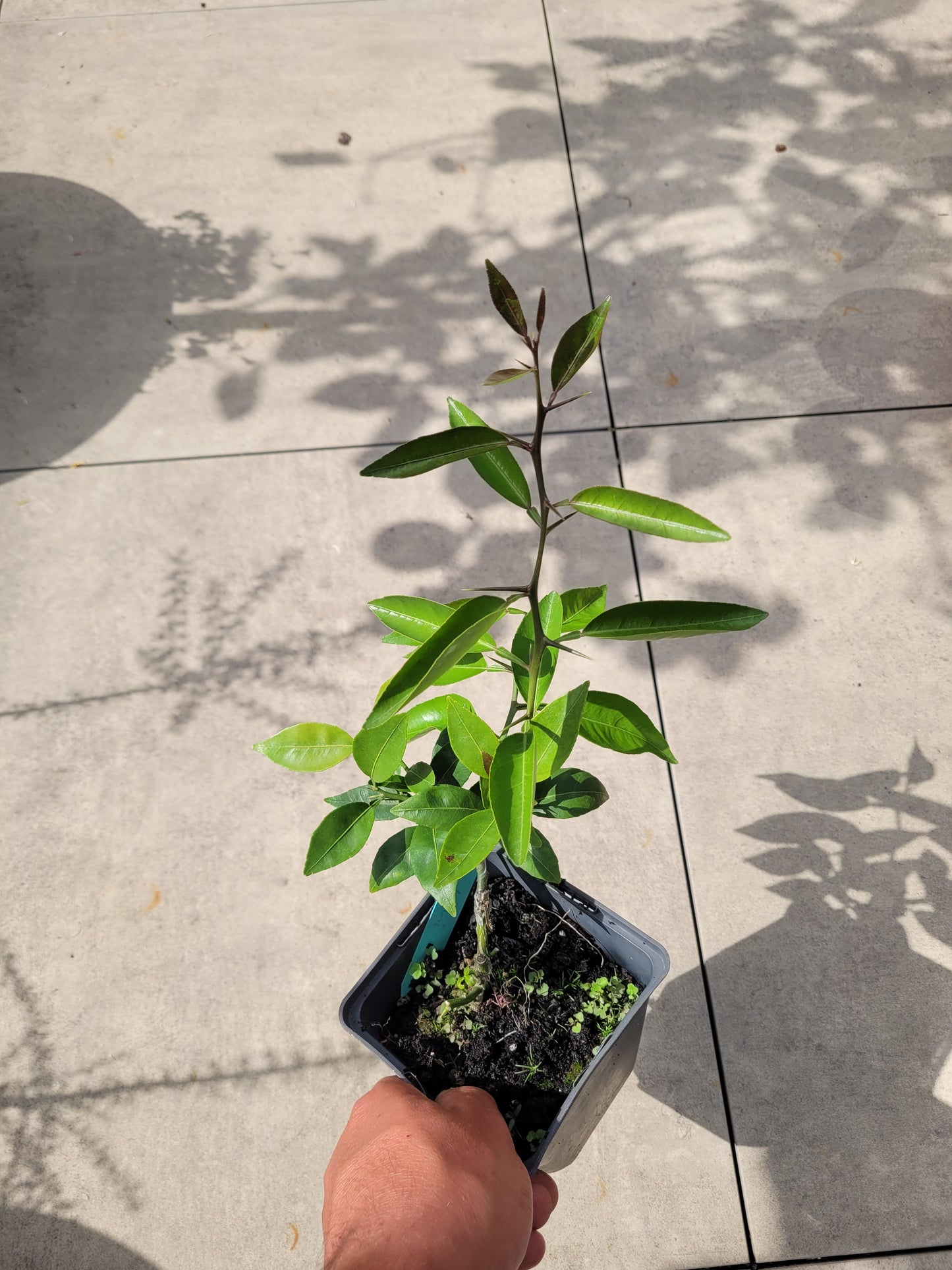 Citrus Sudachi