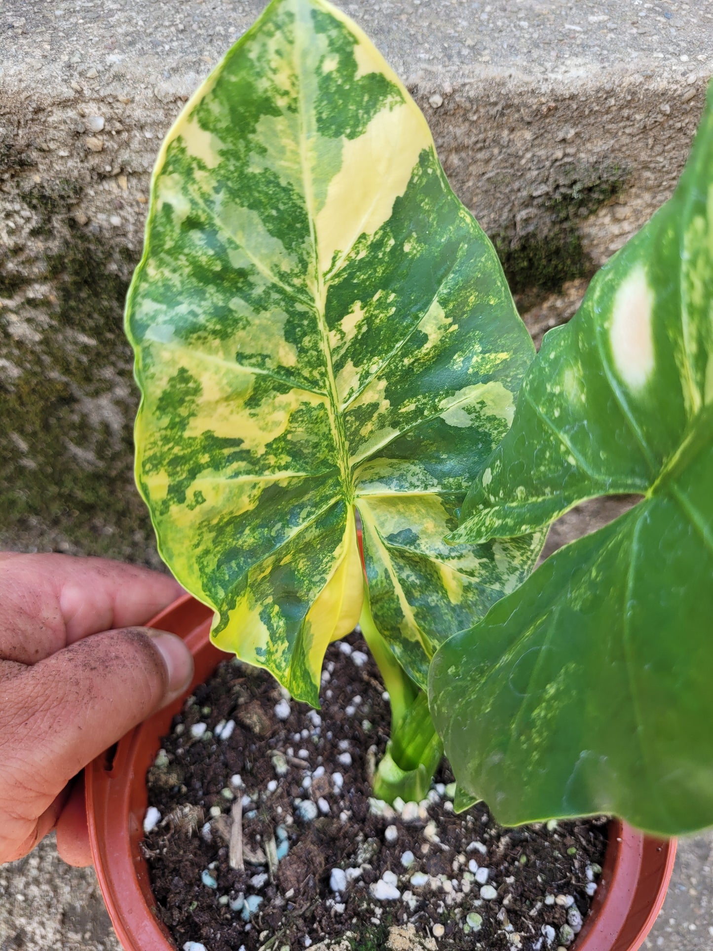 Alocasia Macrorrhizos Aurea variegata