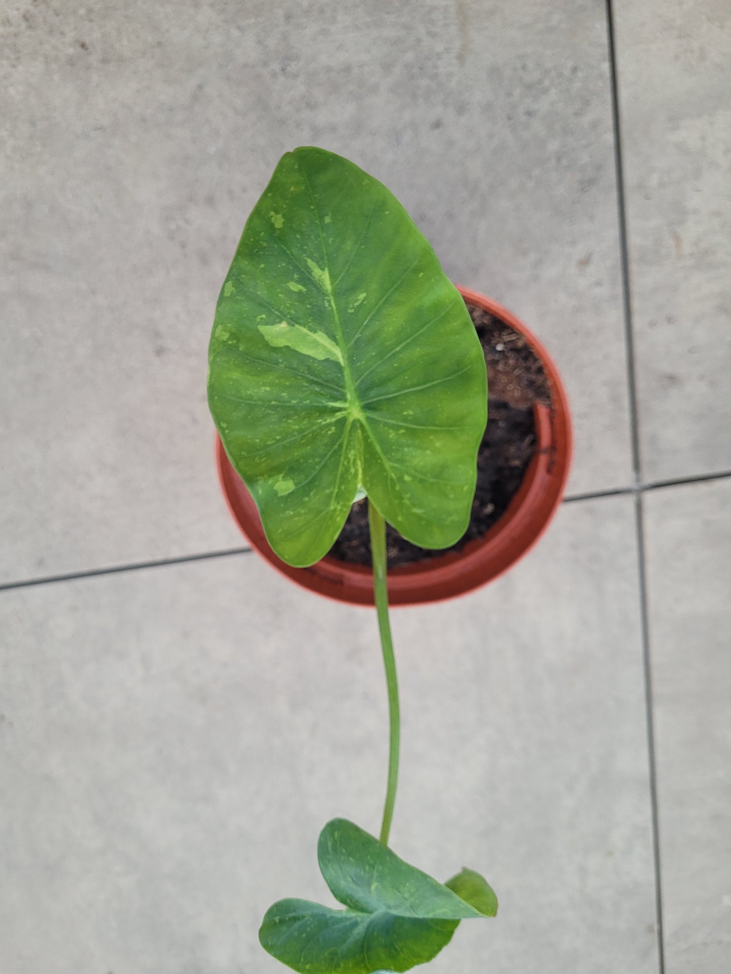 Colocasia Limeade