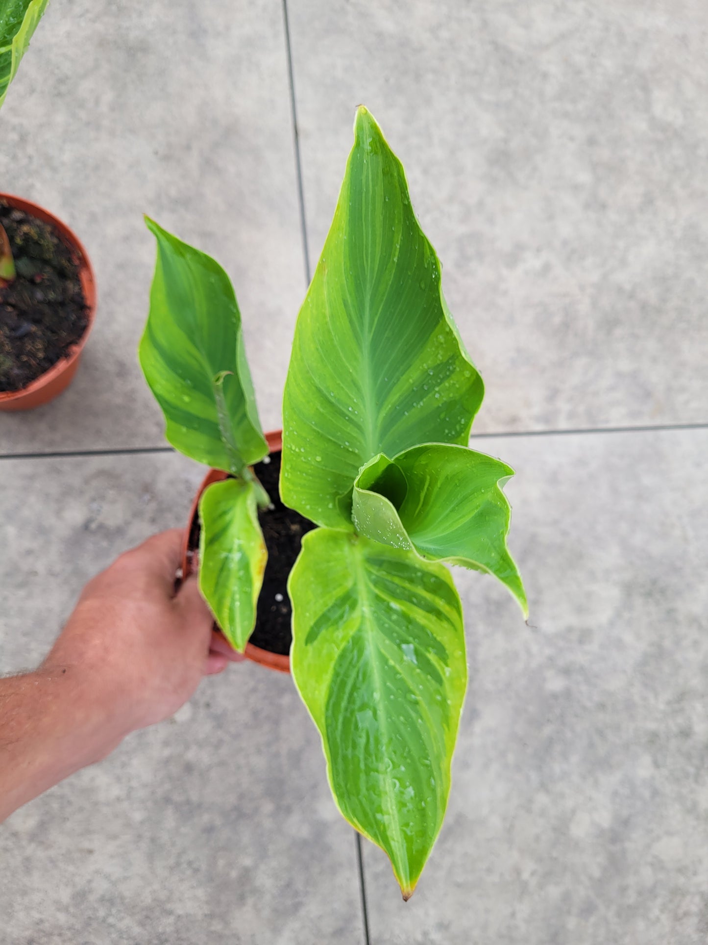 Canna Wolfsong