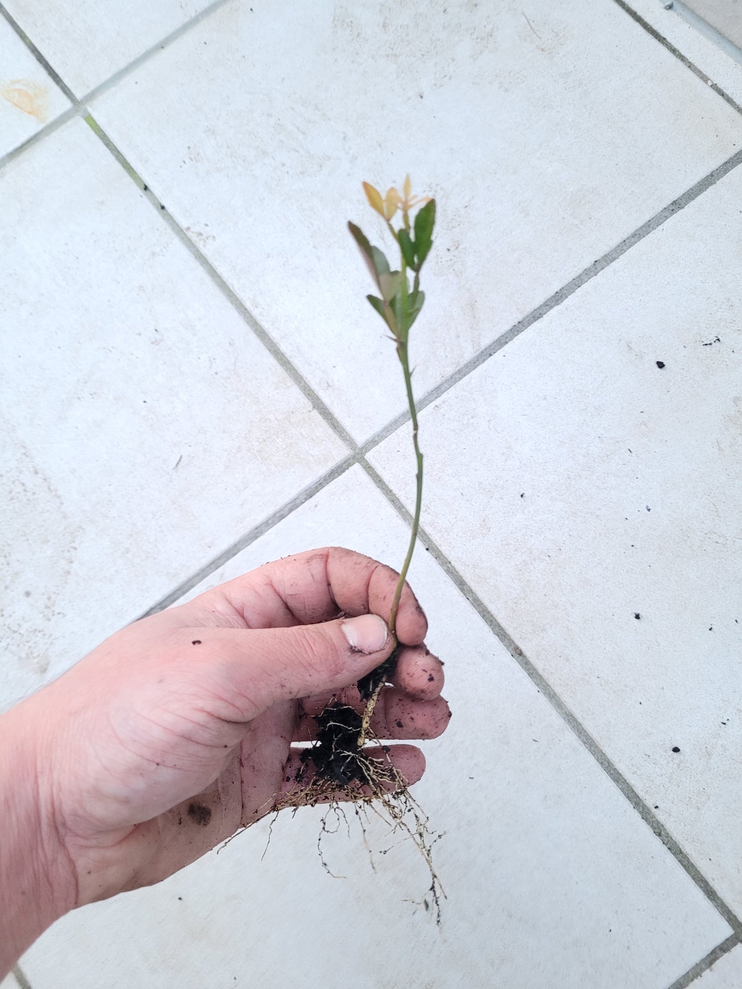 Poncirus trifoliata 1x jähriger Sämling