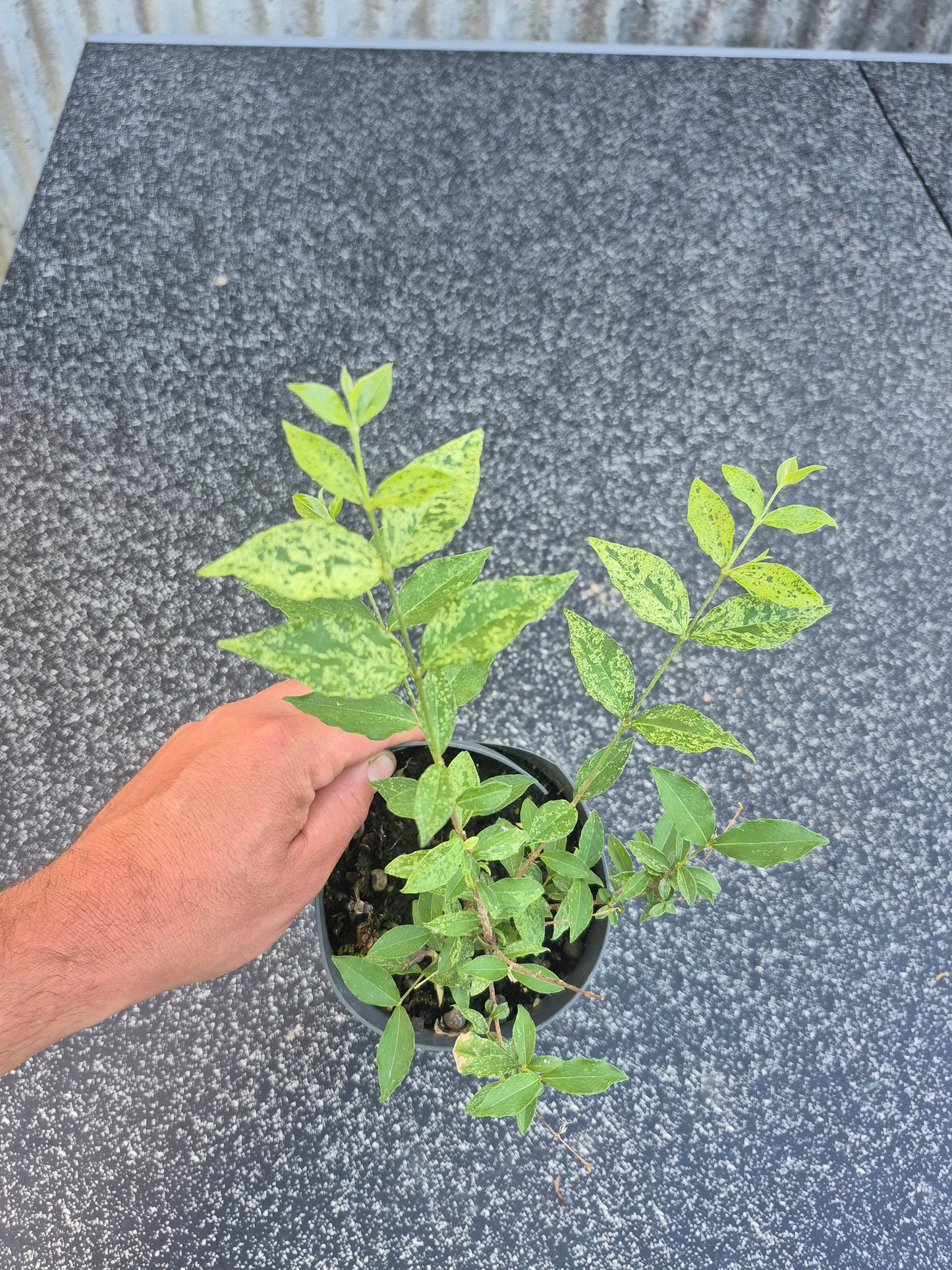 Acerola variegata