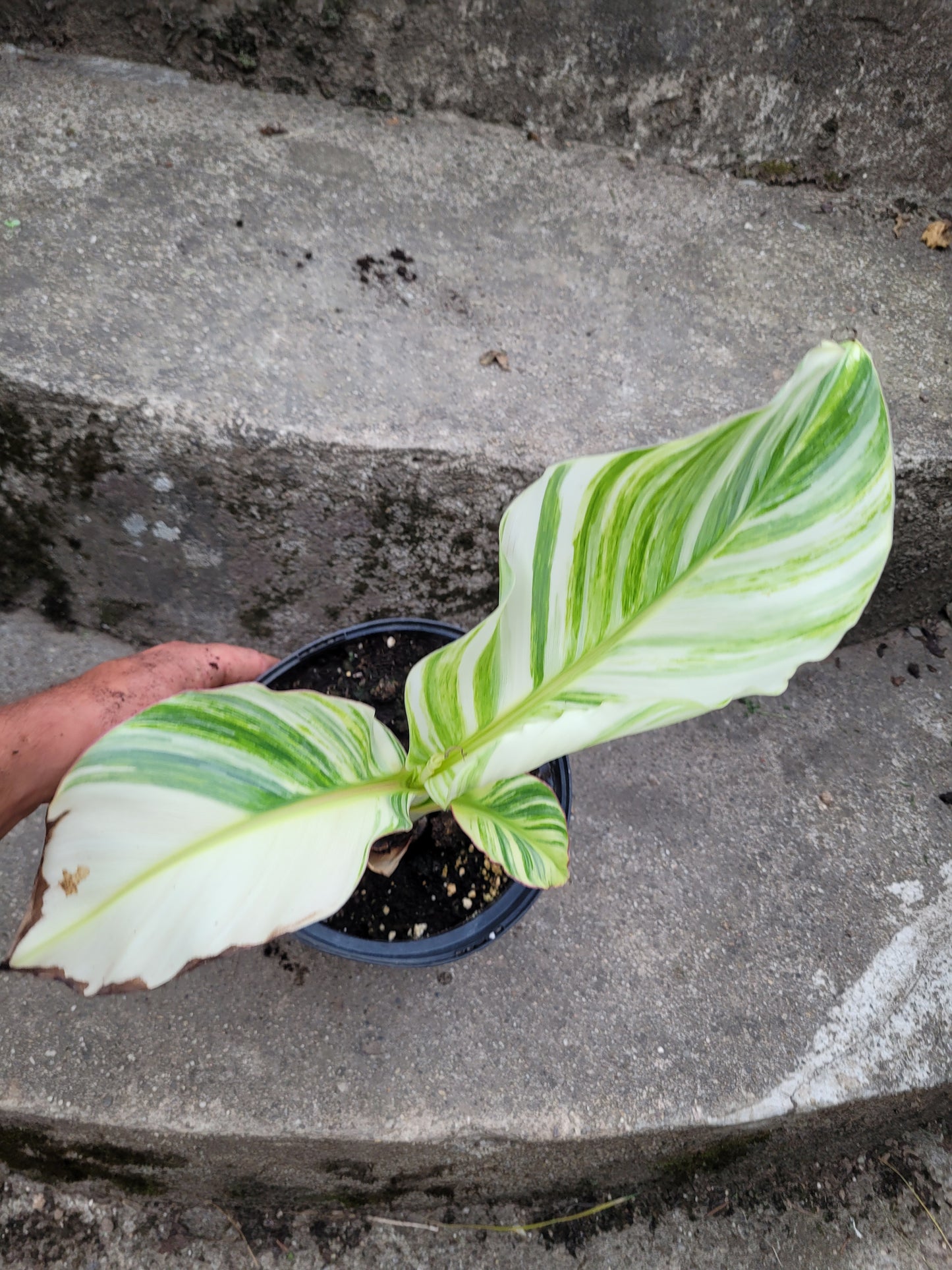 Musa namwah variegata