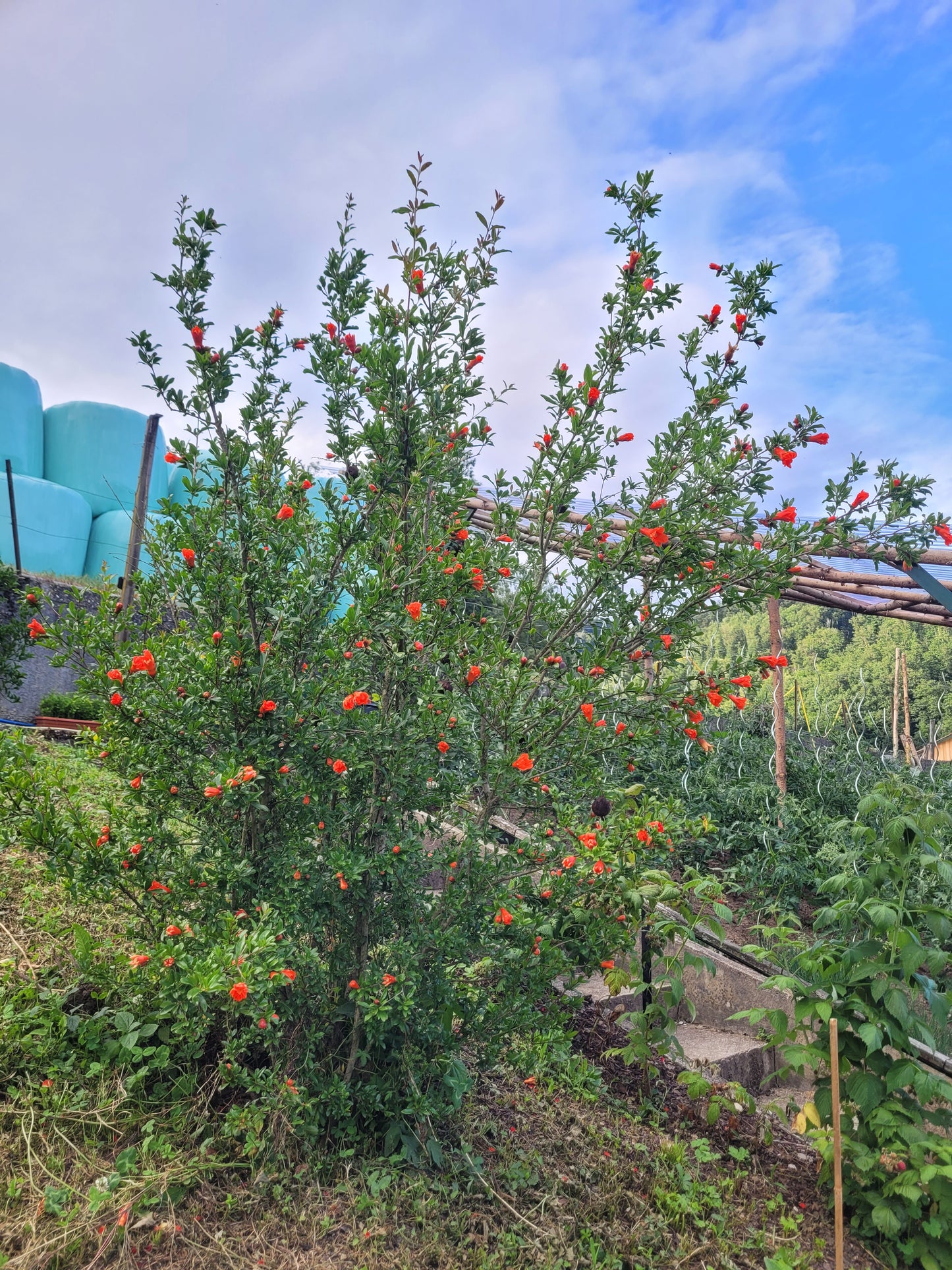 Punica granatum Winterhart