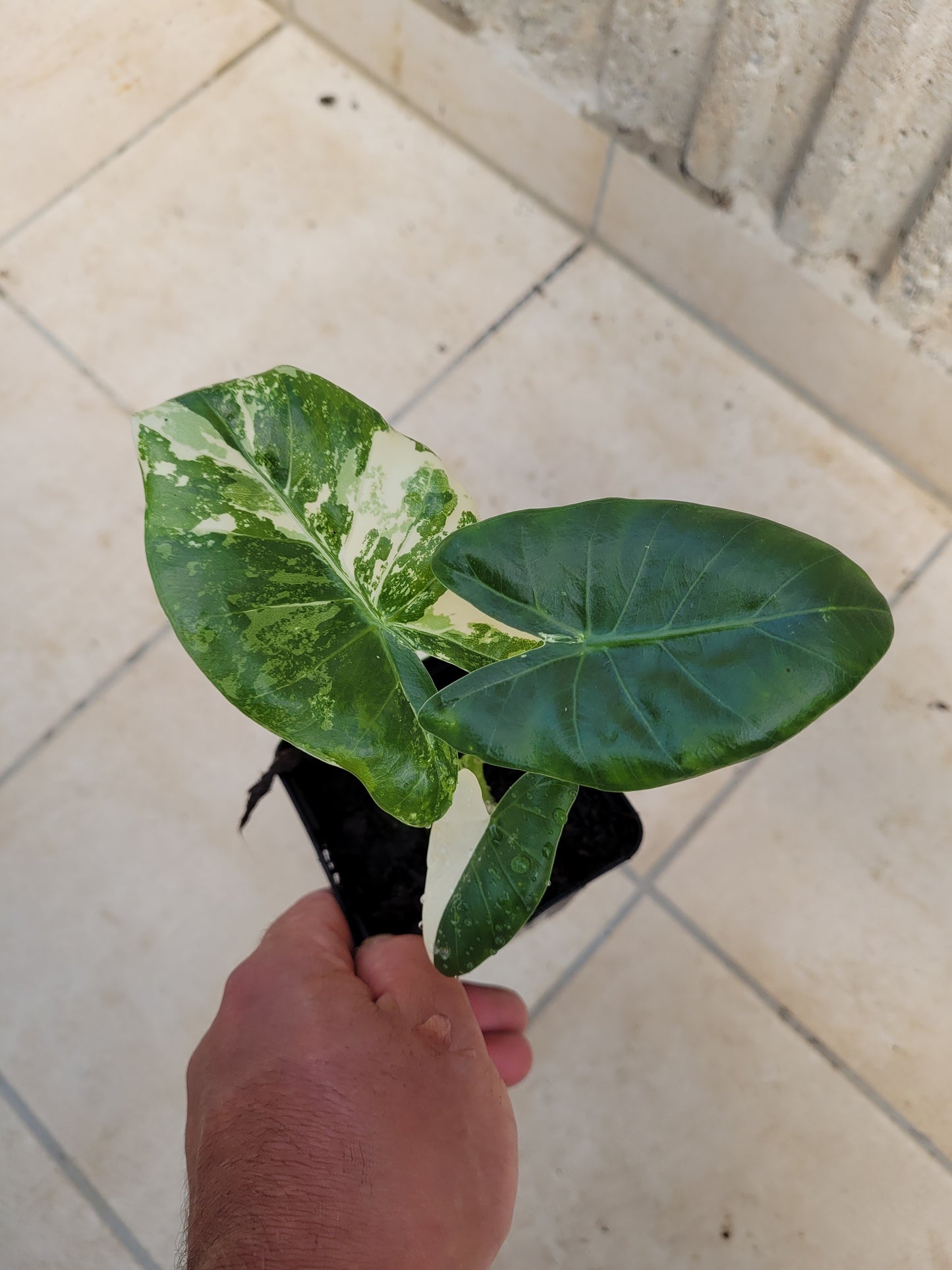 Alocasia Macrorrhizos Variegata Pflanze