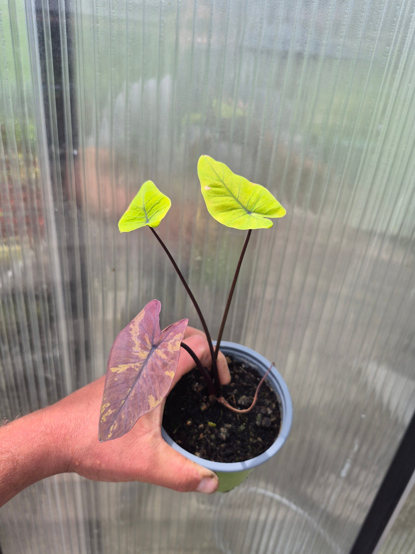 Colocasia Canary 1 Pflanze