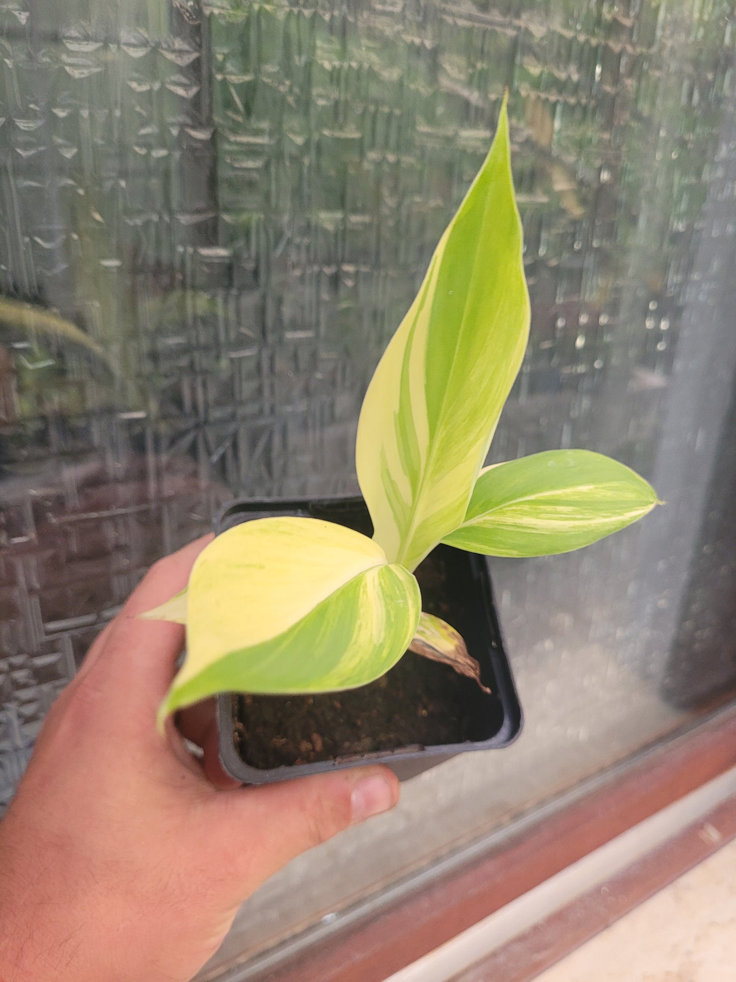 Musa acuminata Papua Yellow Variegata 10 Samen