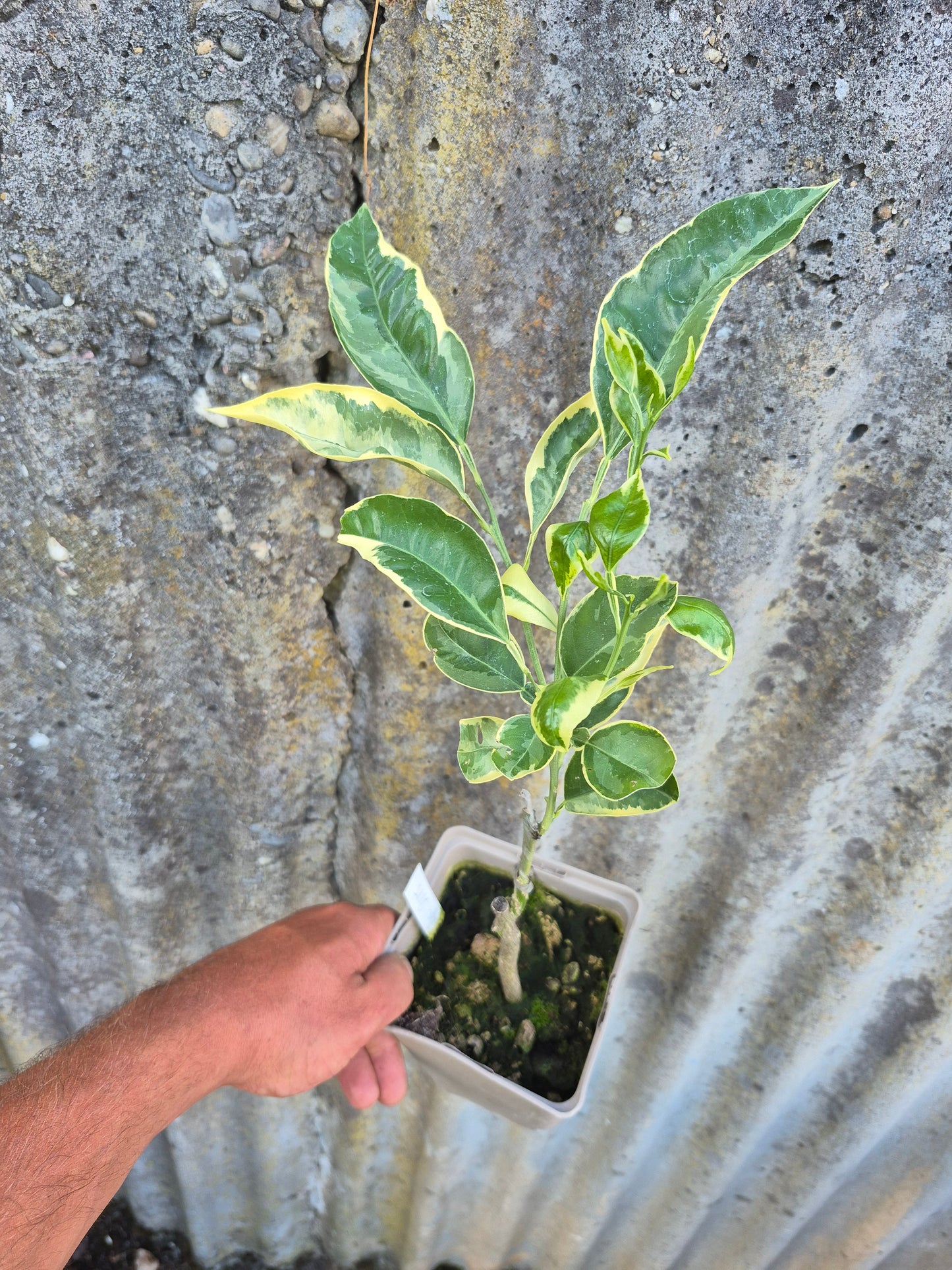 Citrus paradisii variegata