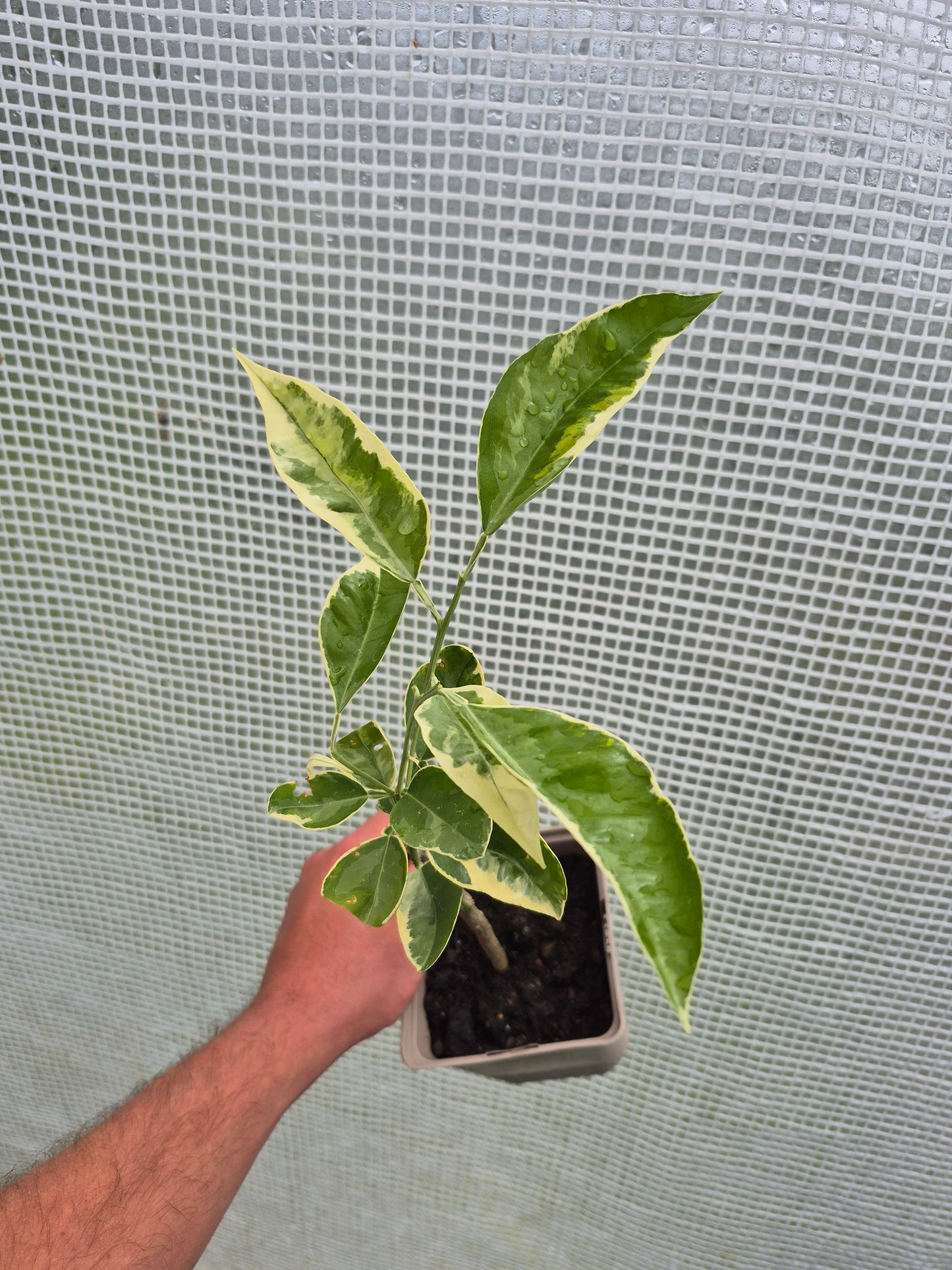 Citrus paradisii variegata