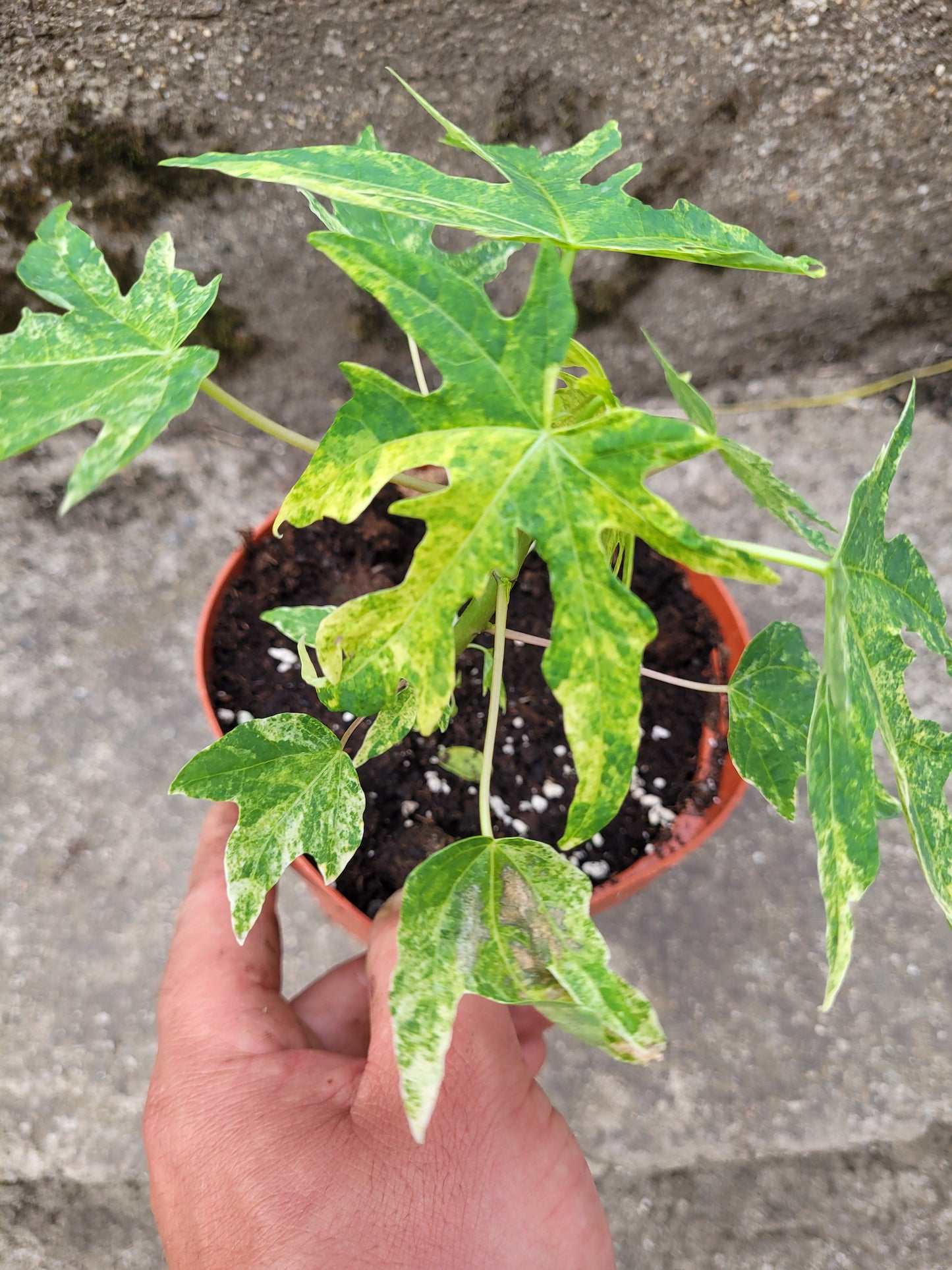 Papaya variegata (Carica papaya)