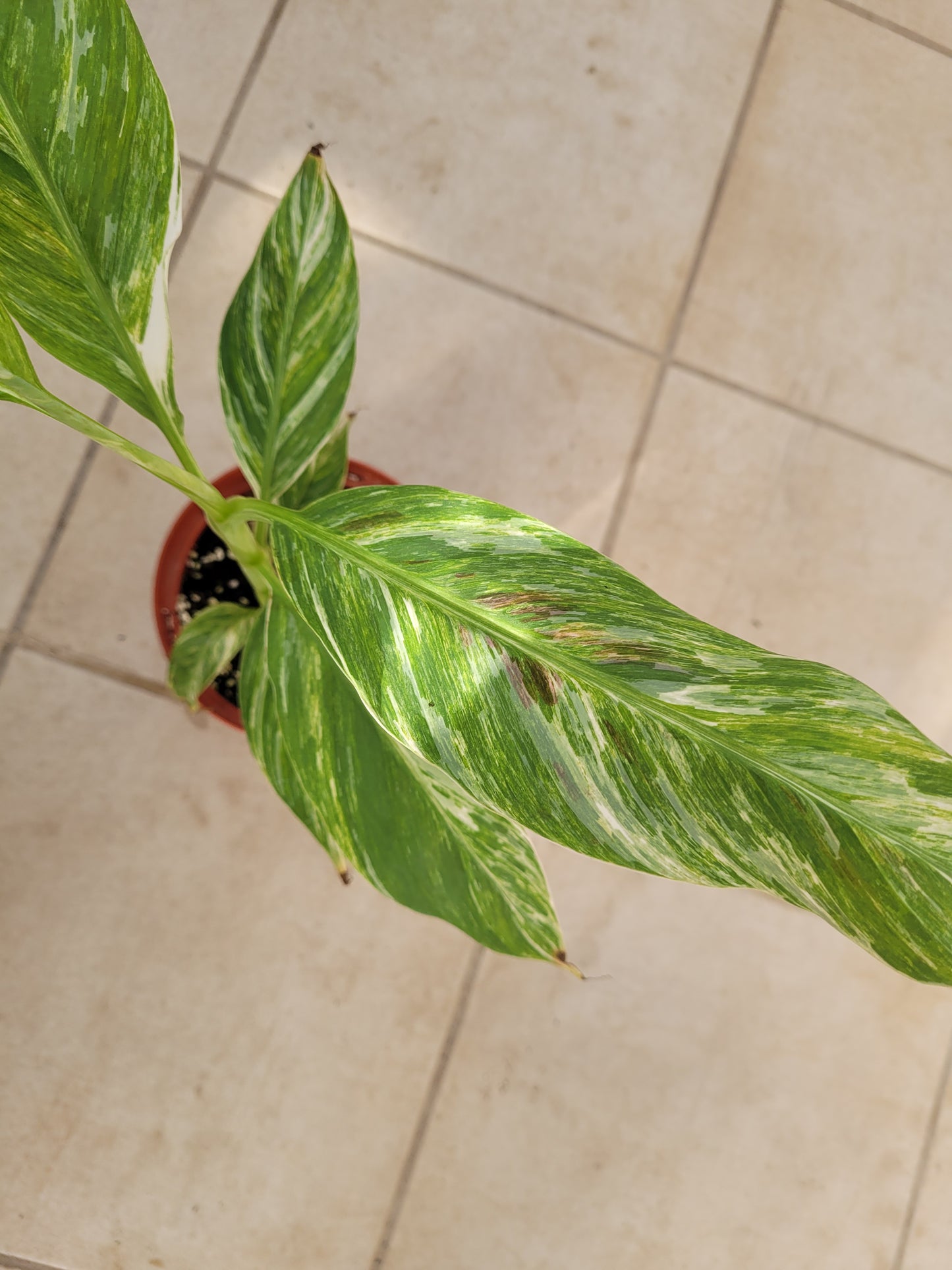 Musa cola variegata