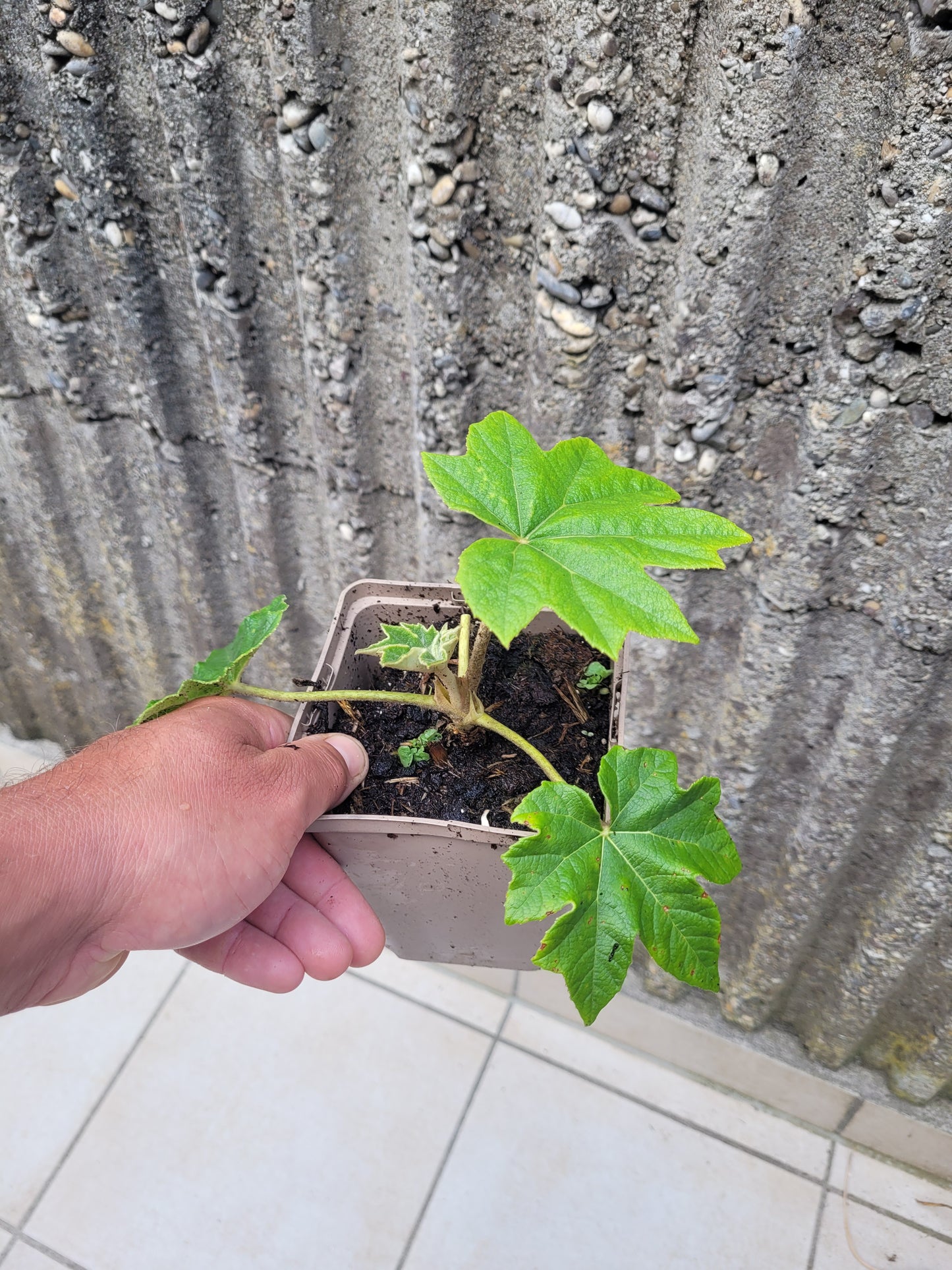 Tetrapanax papyrifer