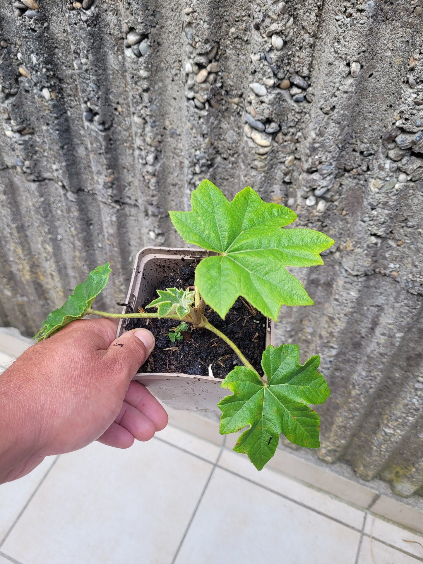 Tetrapanax papyrifer