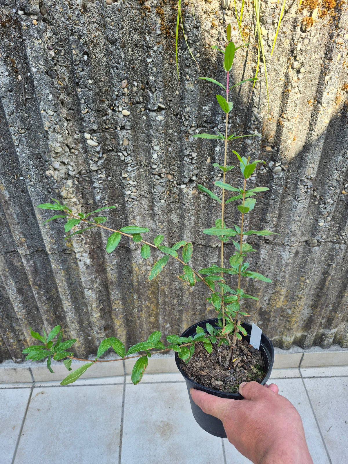 Punica granatum Winterhart