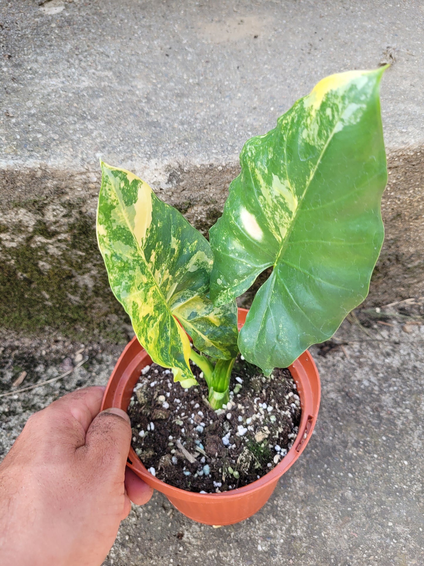 Alocasia Macrorrhizos Aurea variegata