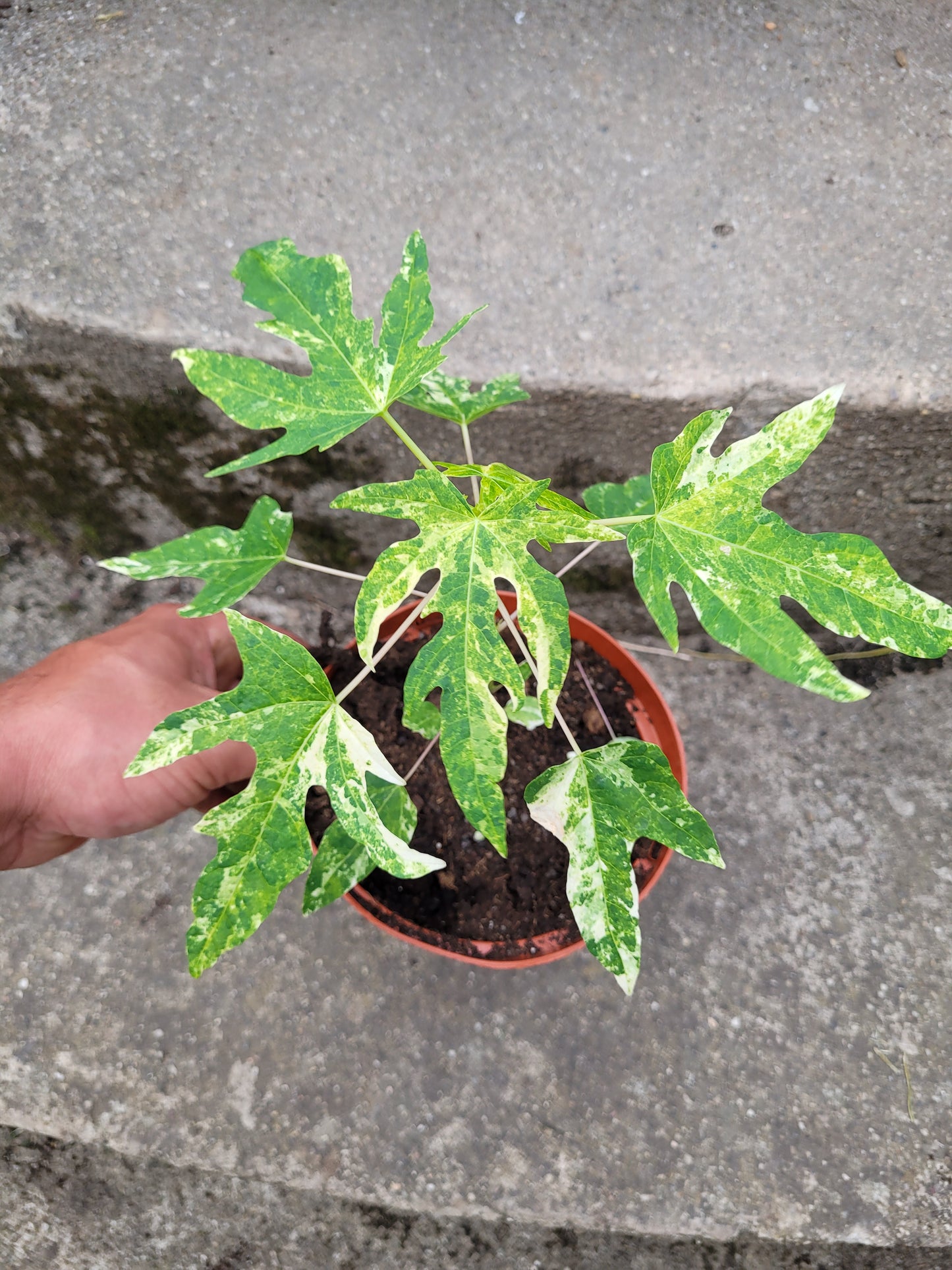 Papaya variegata (Carica papaya)