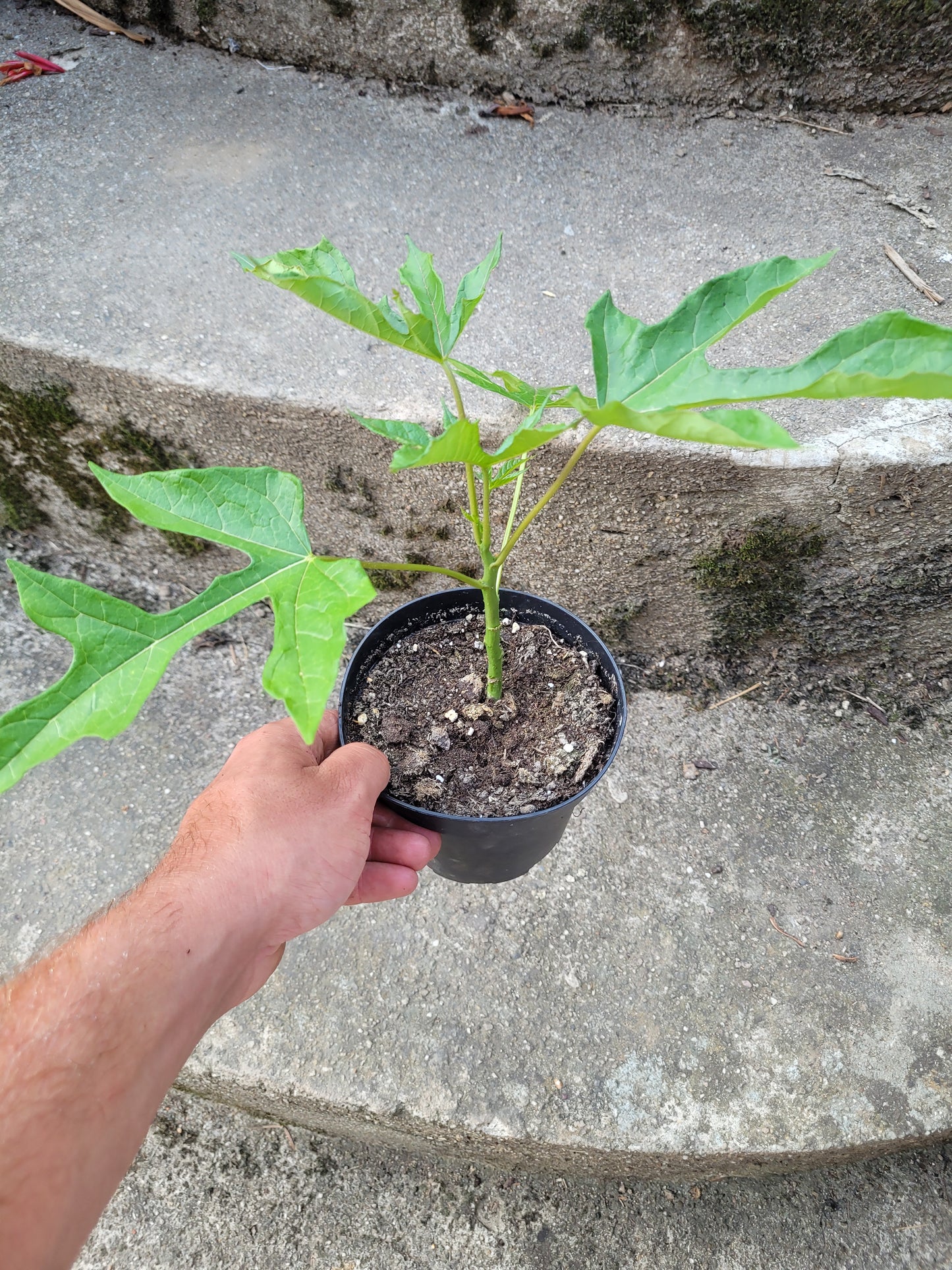 Bergpapaya Carica pentagona