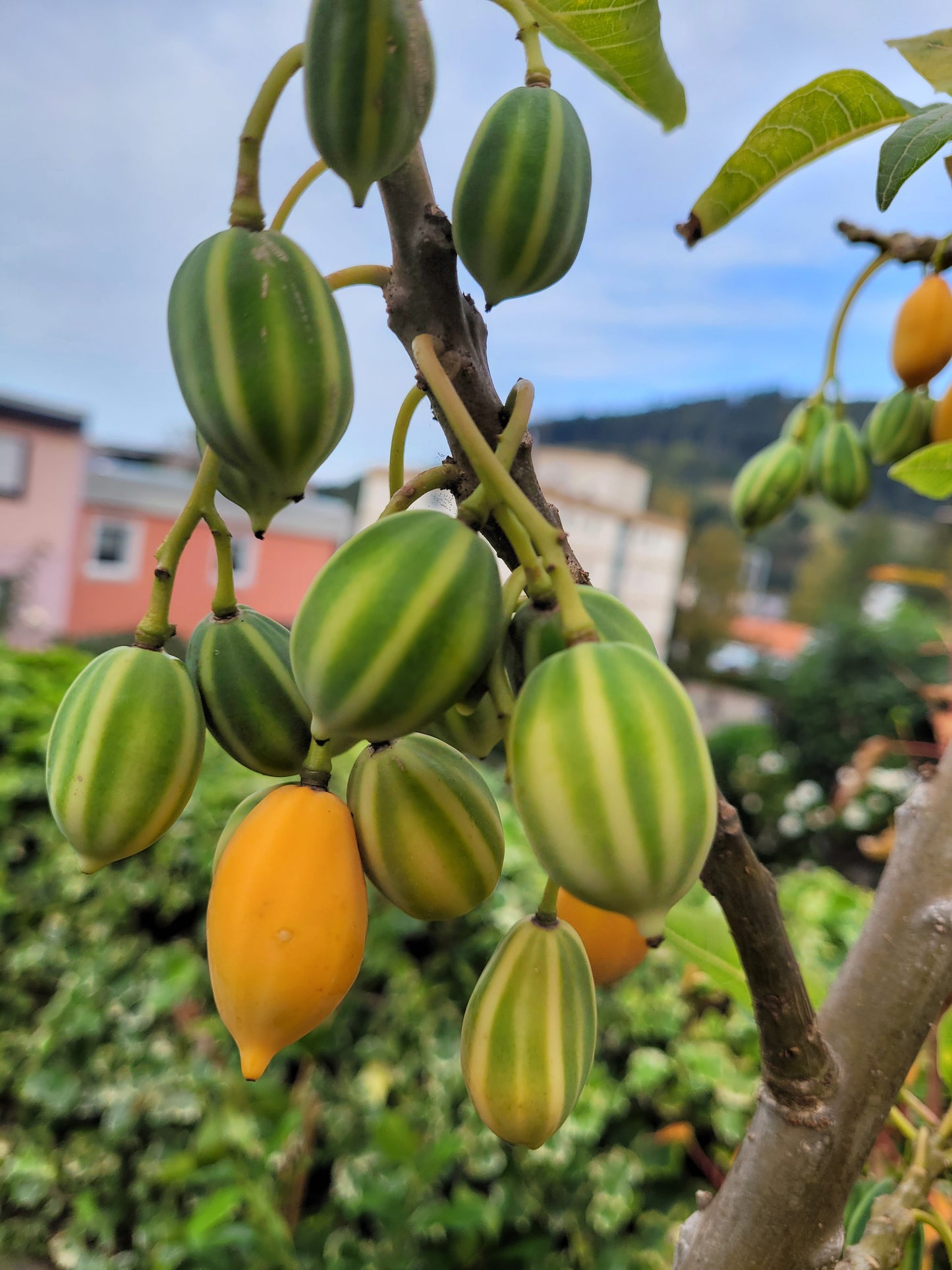 Eichblattpapaya Vasconeceallea quercifolia 1 Pflanze
