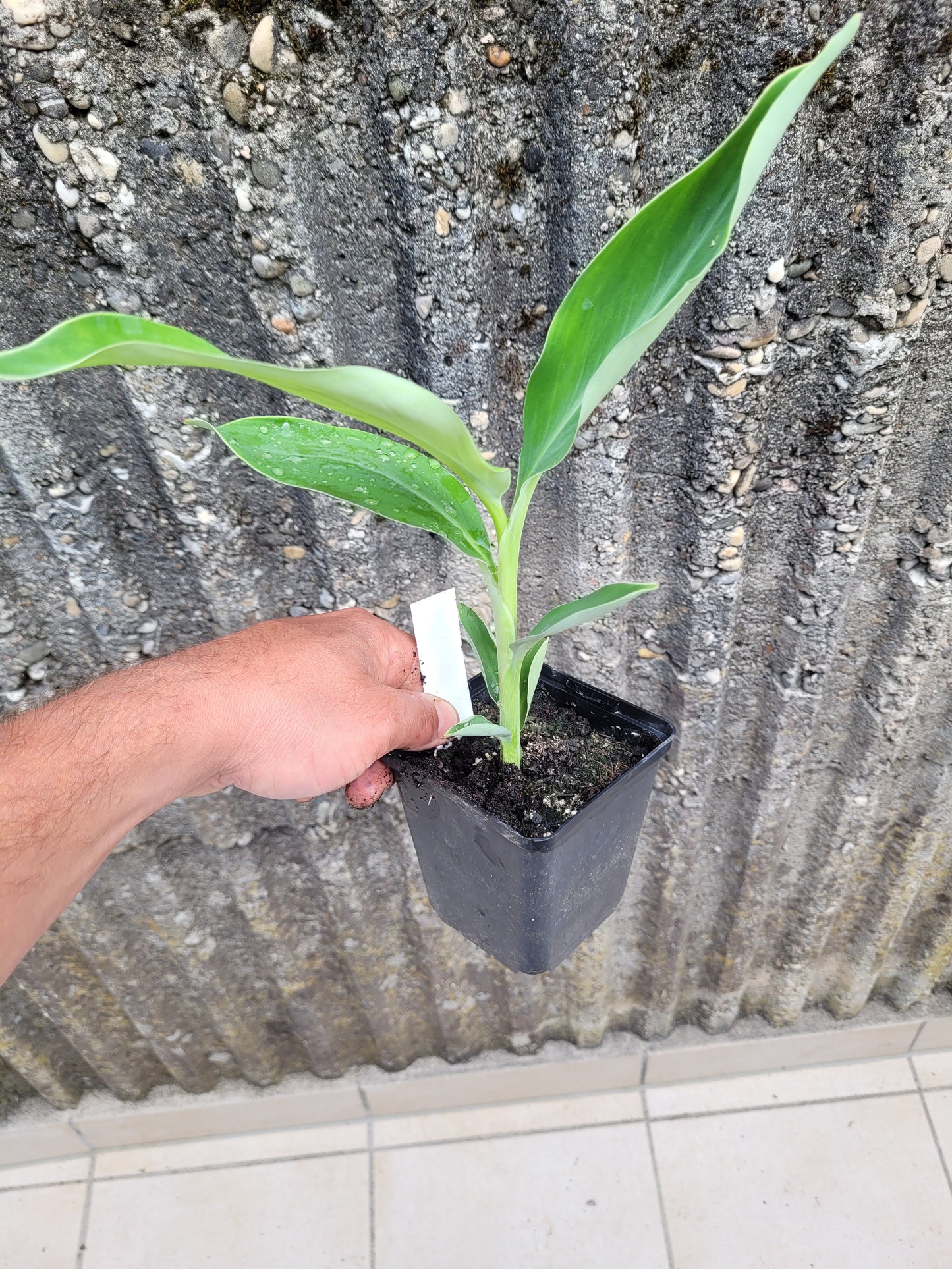 Musa cheesmanii