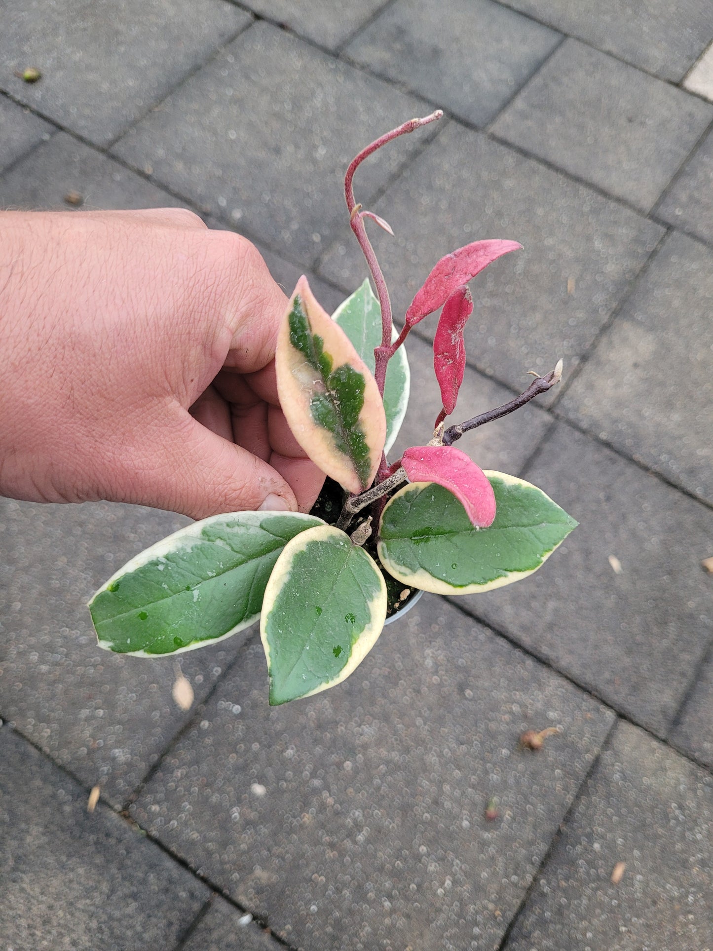 Hoya Flamingo Dream