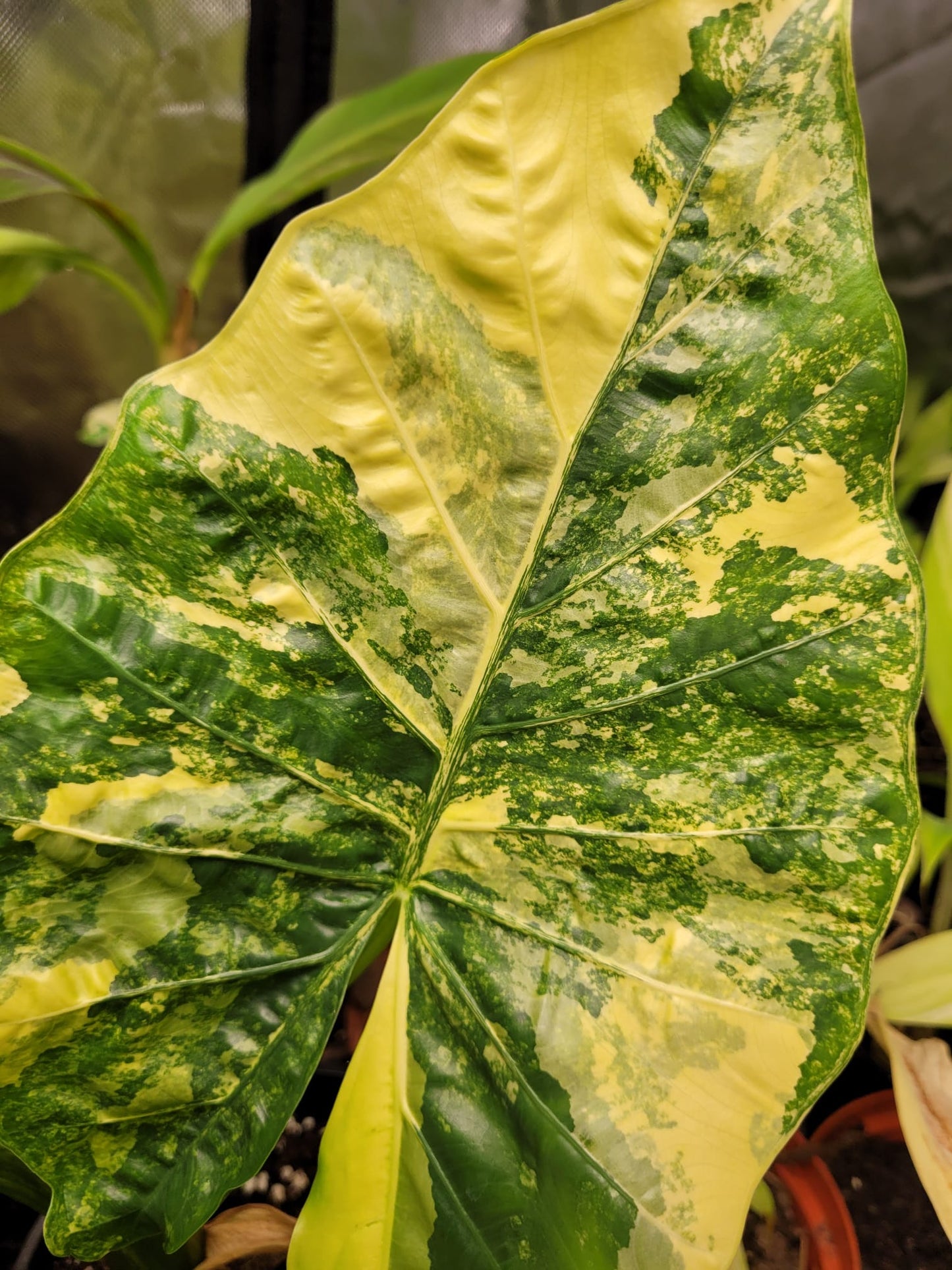Alocasia Macrorrhizos Aurea variegata