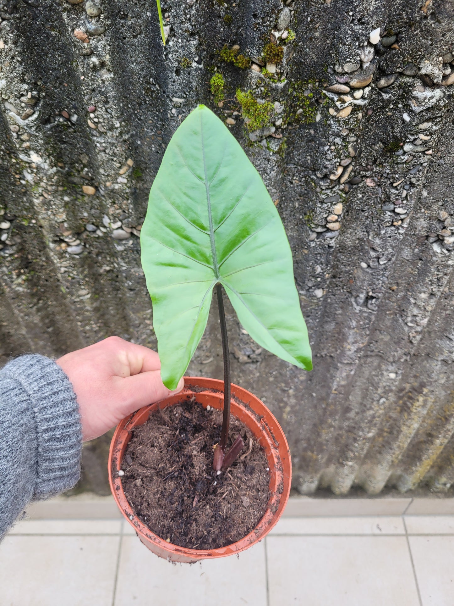 Alocasia macrorrhizos "Dark Star"