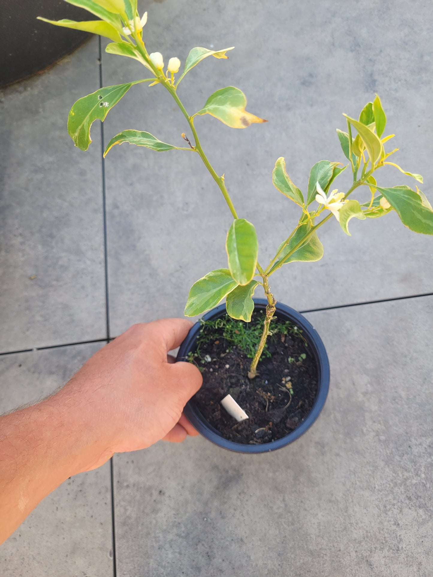 Dekopon variegata