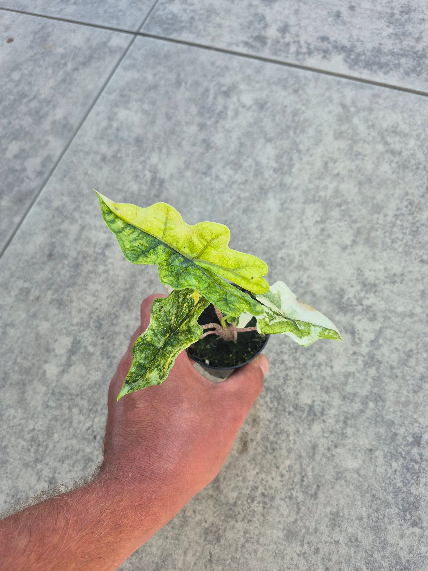 Alocasia Jacklyn Variegata 1