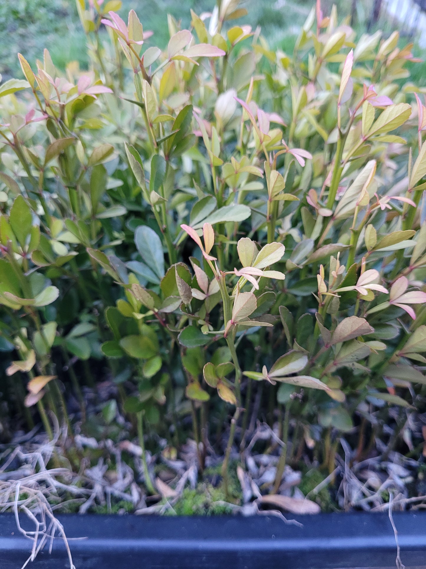 Poncirus trifoliata 1x jähriger Sämling