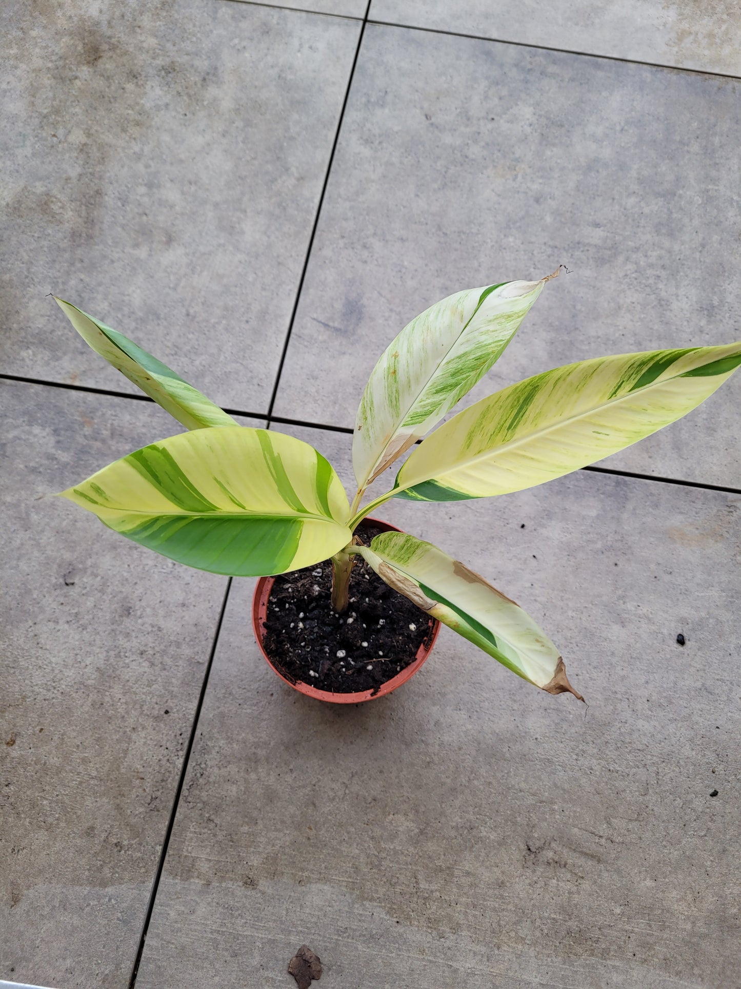 Musa papua Yellow Variegata