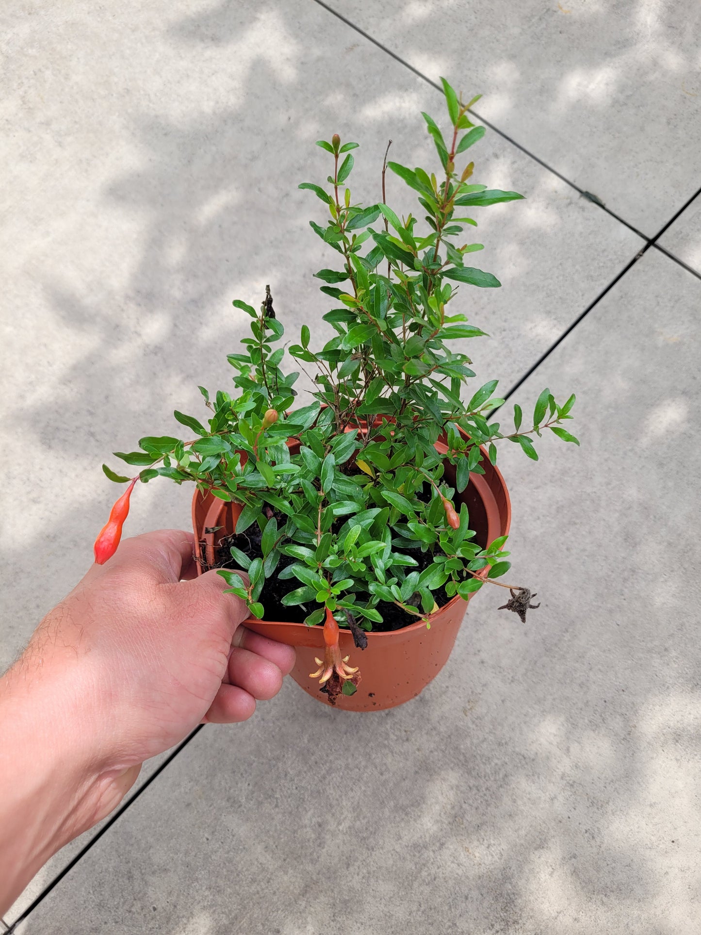 Punica granatum Nana