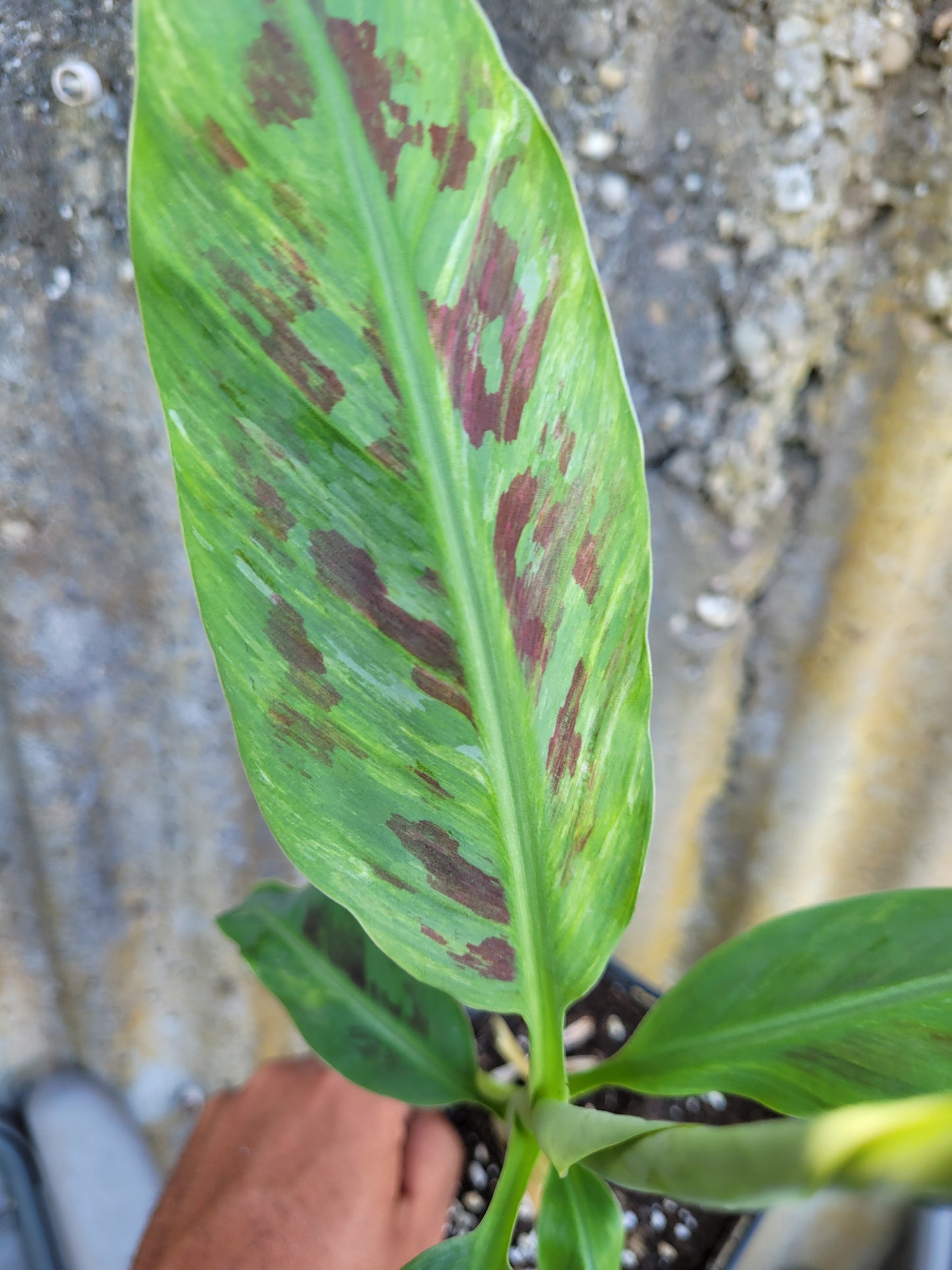 Musa Satoon variegata