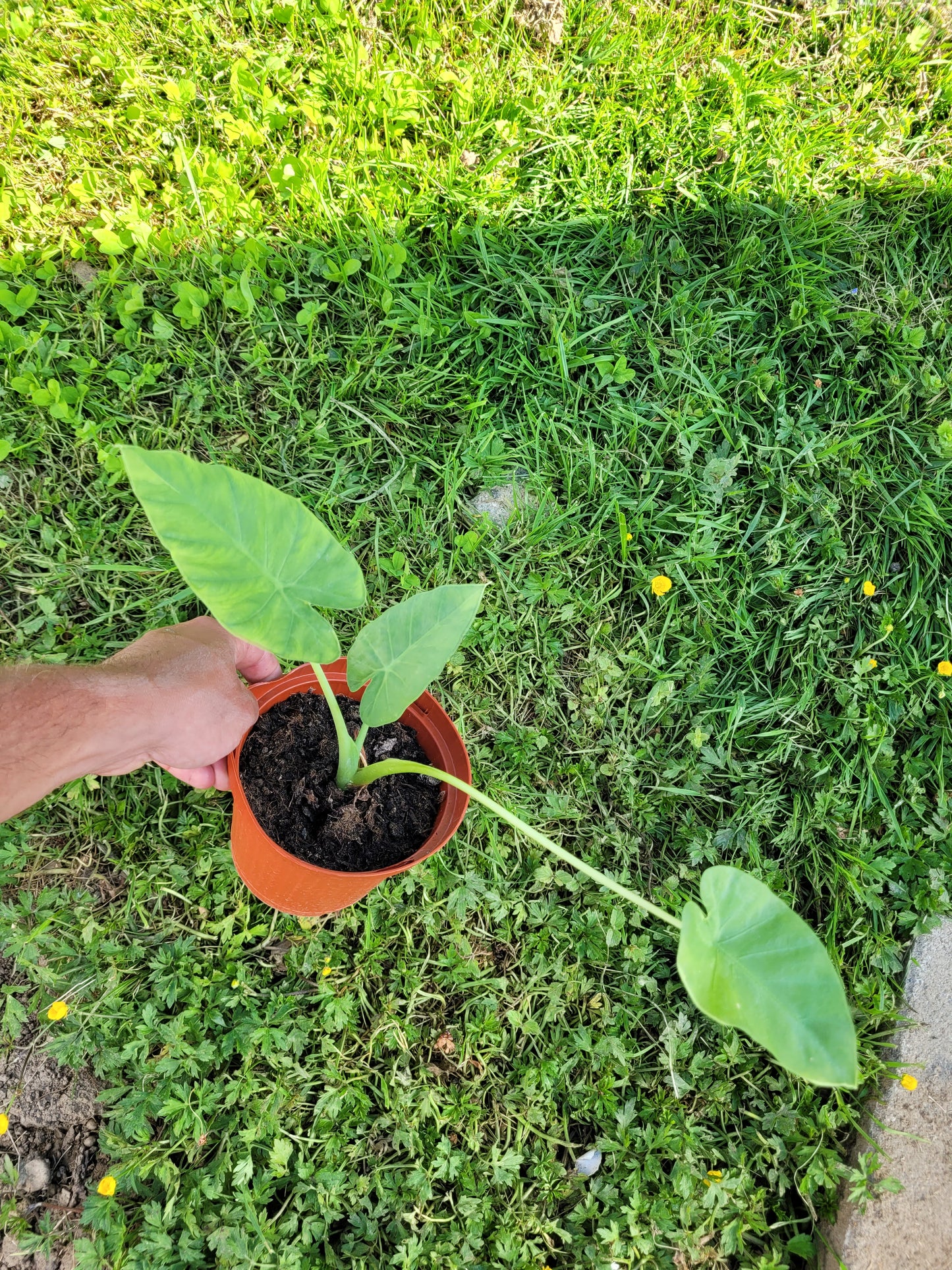 Leucocasia gigantea