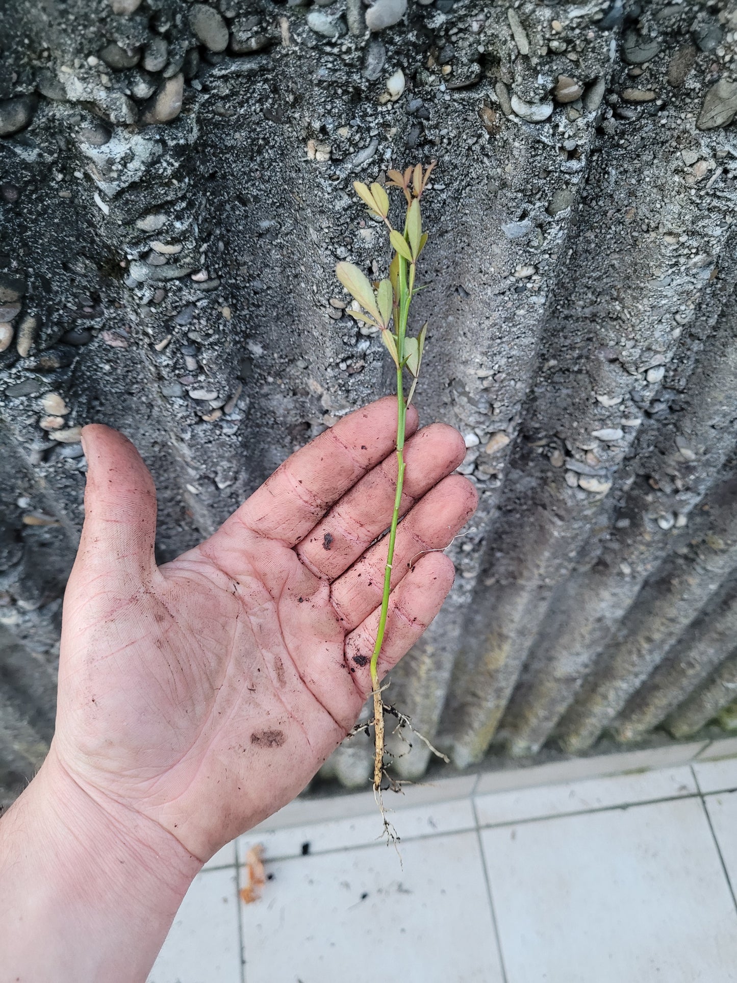 Poncirus trifoliata 1x jähriger Sämling