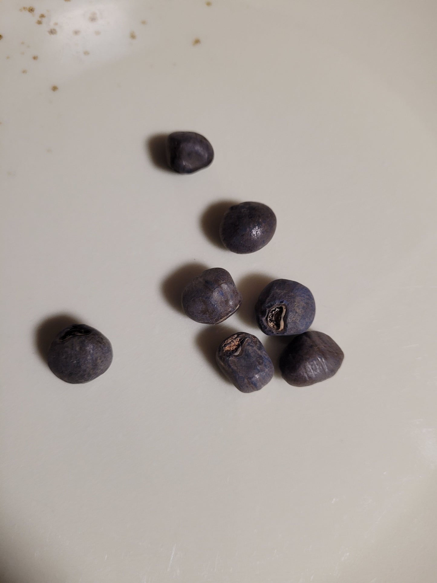 Ensete ventricosum Red Stripe 10 Samen