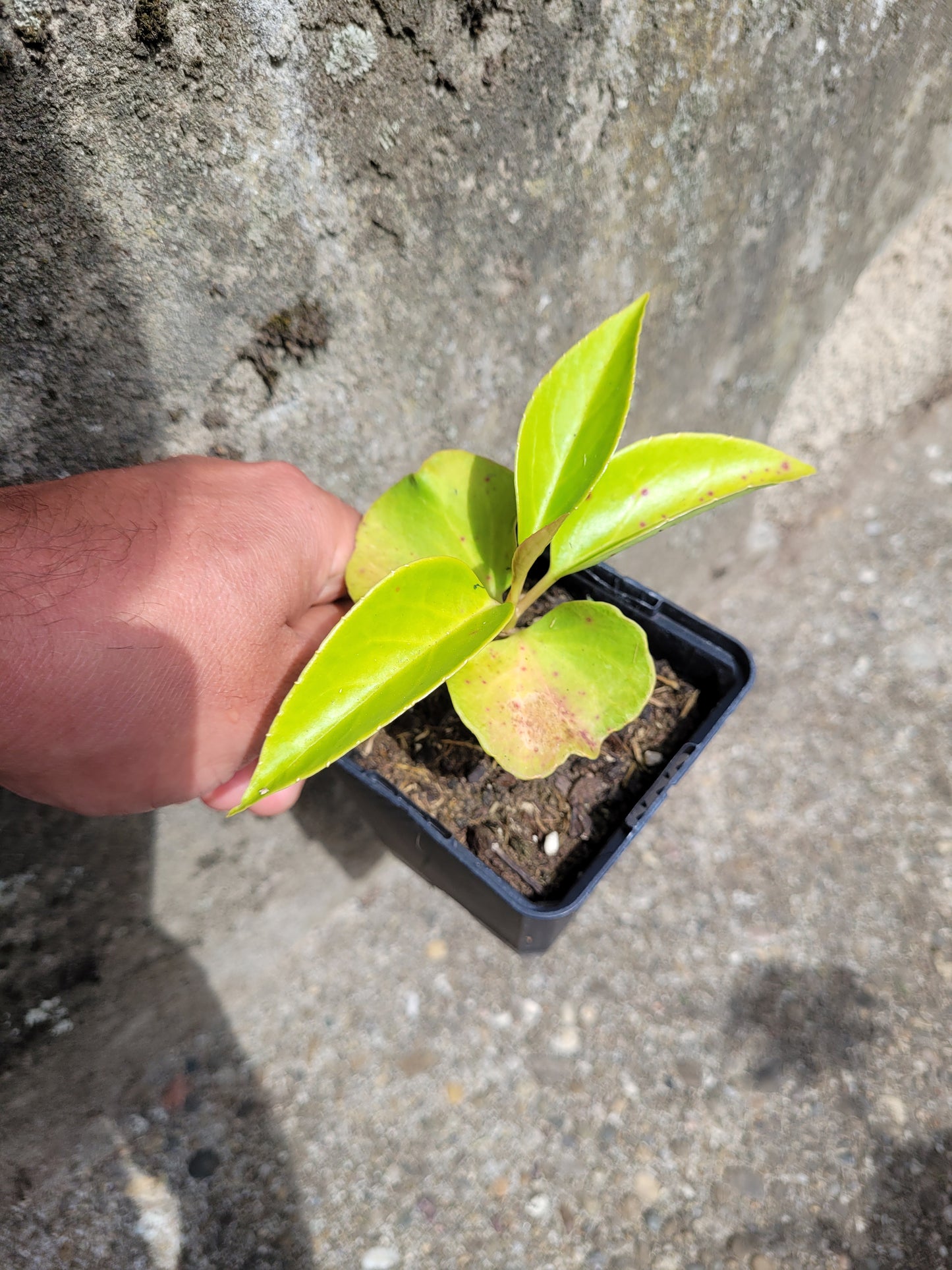 Kadsura coccinea